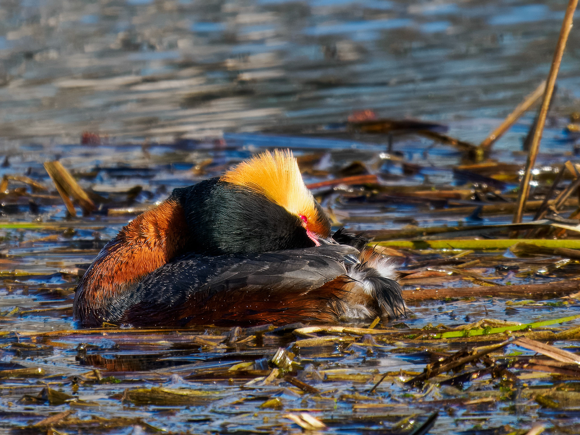 Horned Grebe