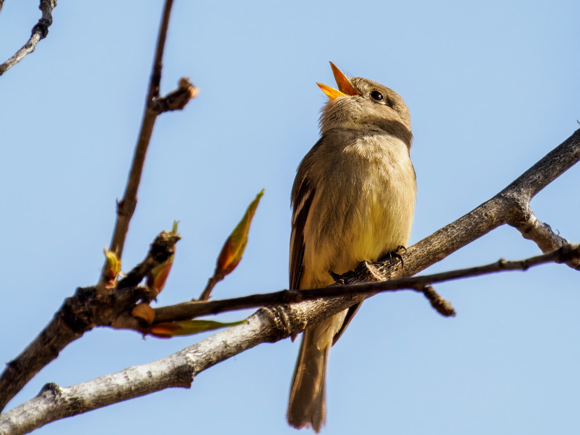 Hammond's Flycatcher