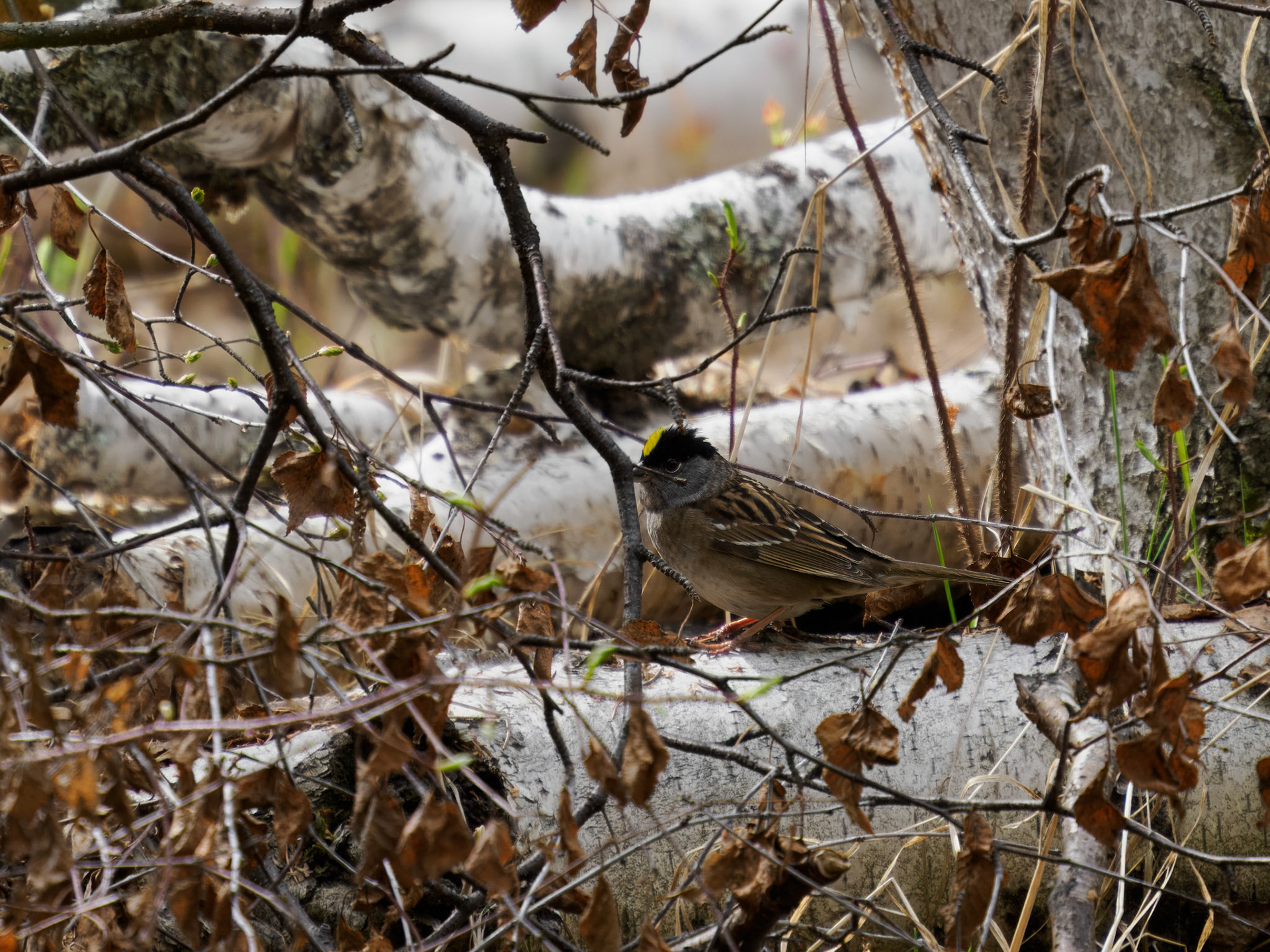 Golden-crowned Sparrow