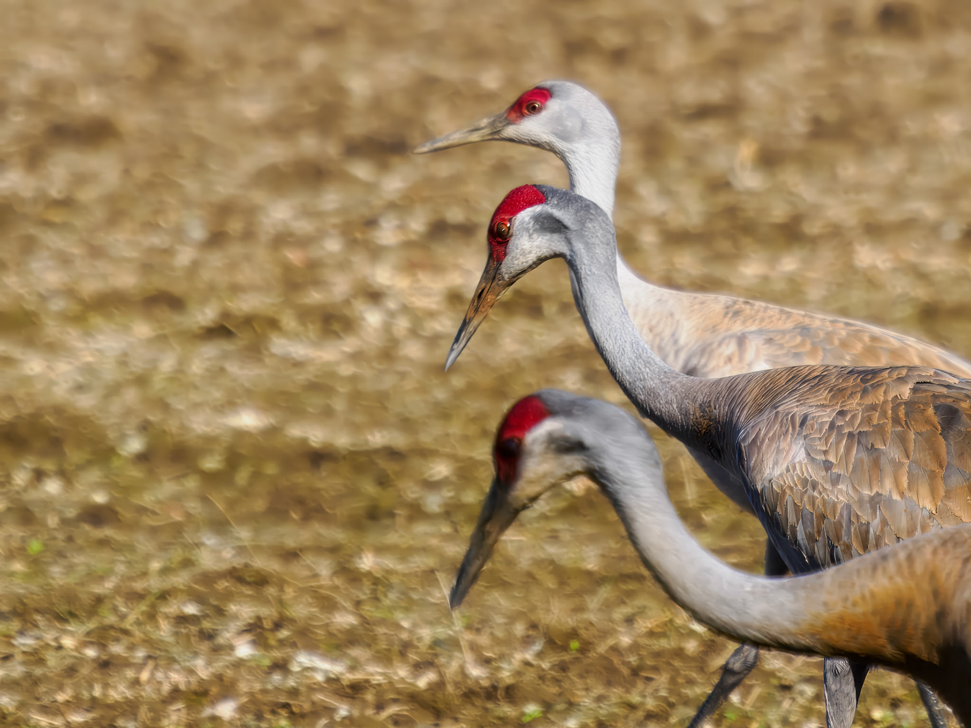 Sandhill Cranes