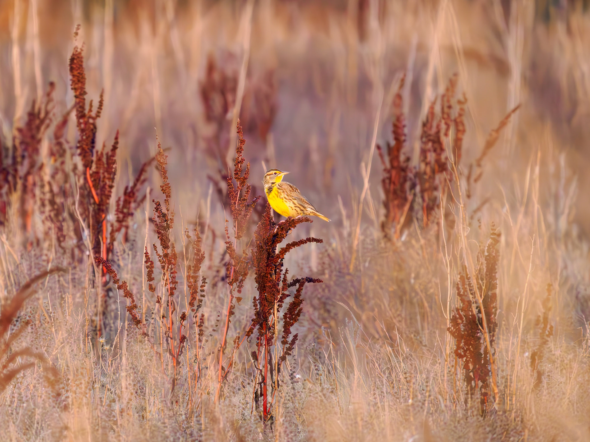 Western Meadowlark
