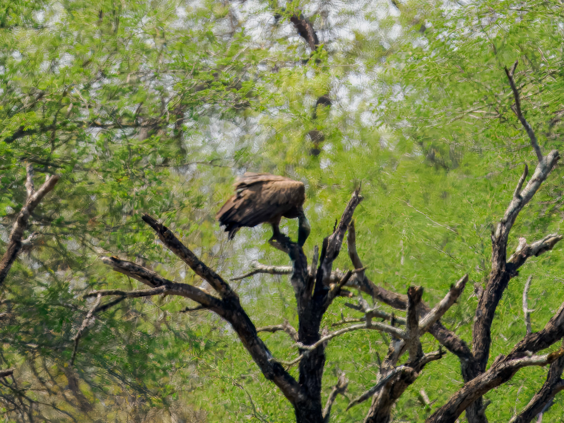 White-backed Vulture