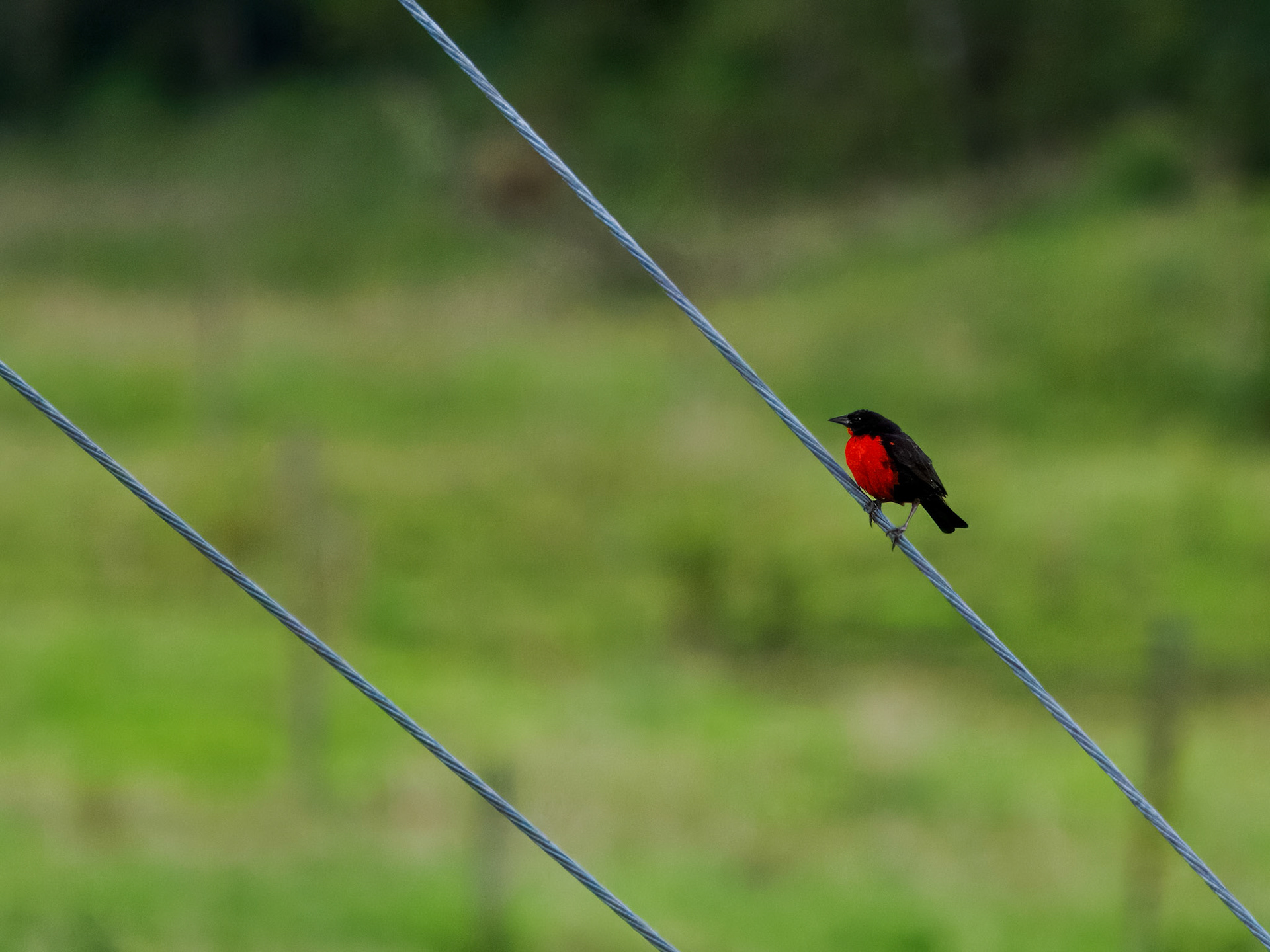 Red-breasted Meadowlark
