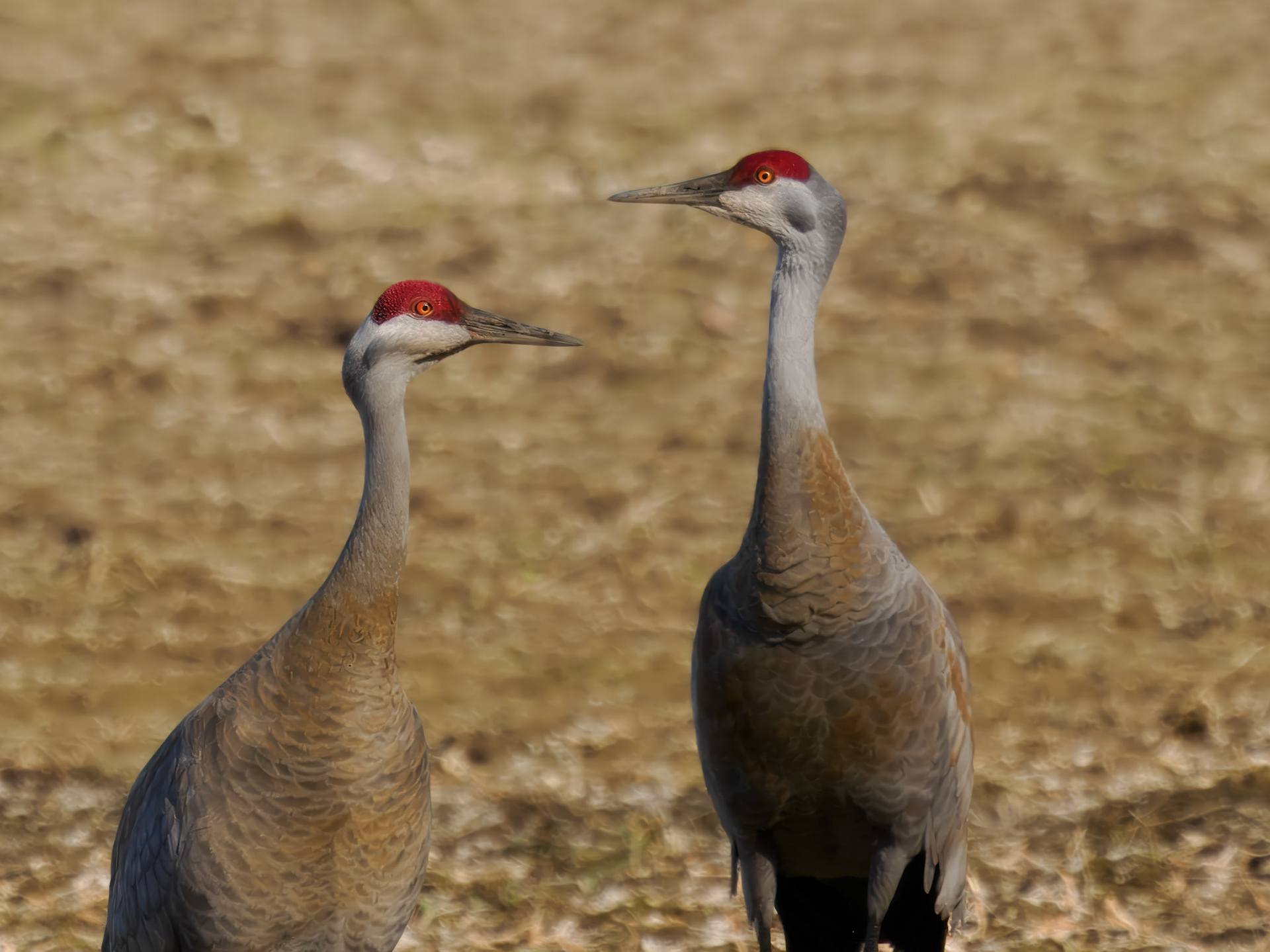 Sandhill Cranes
