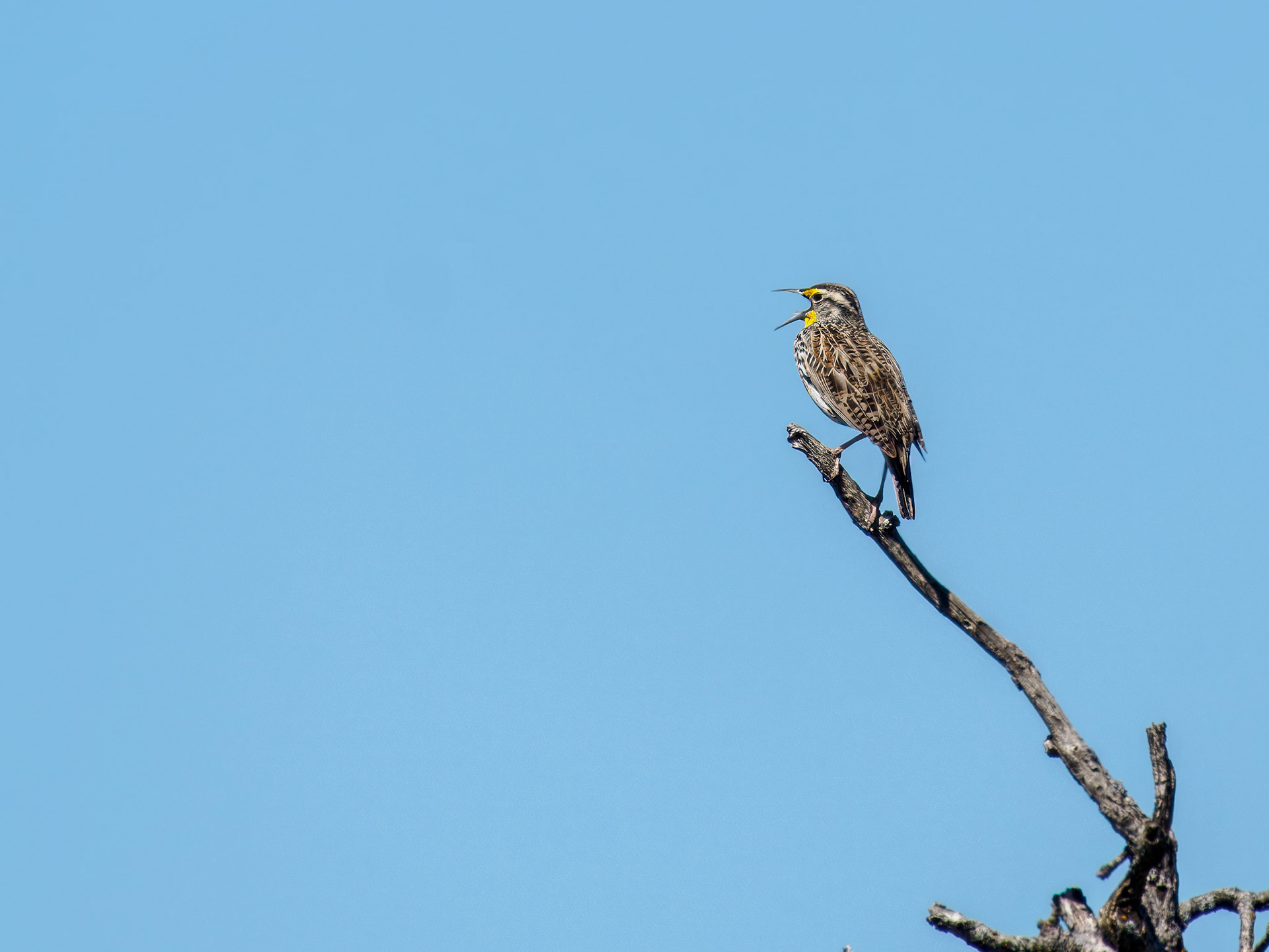 Western Meadowlark