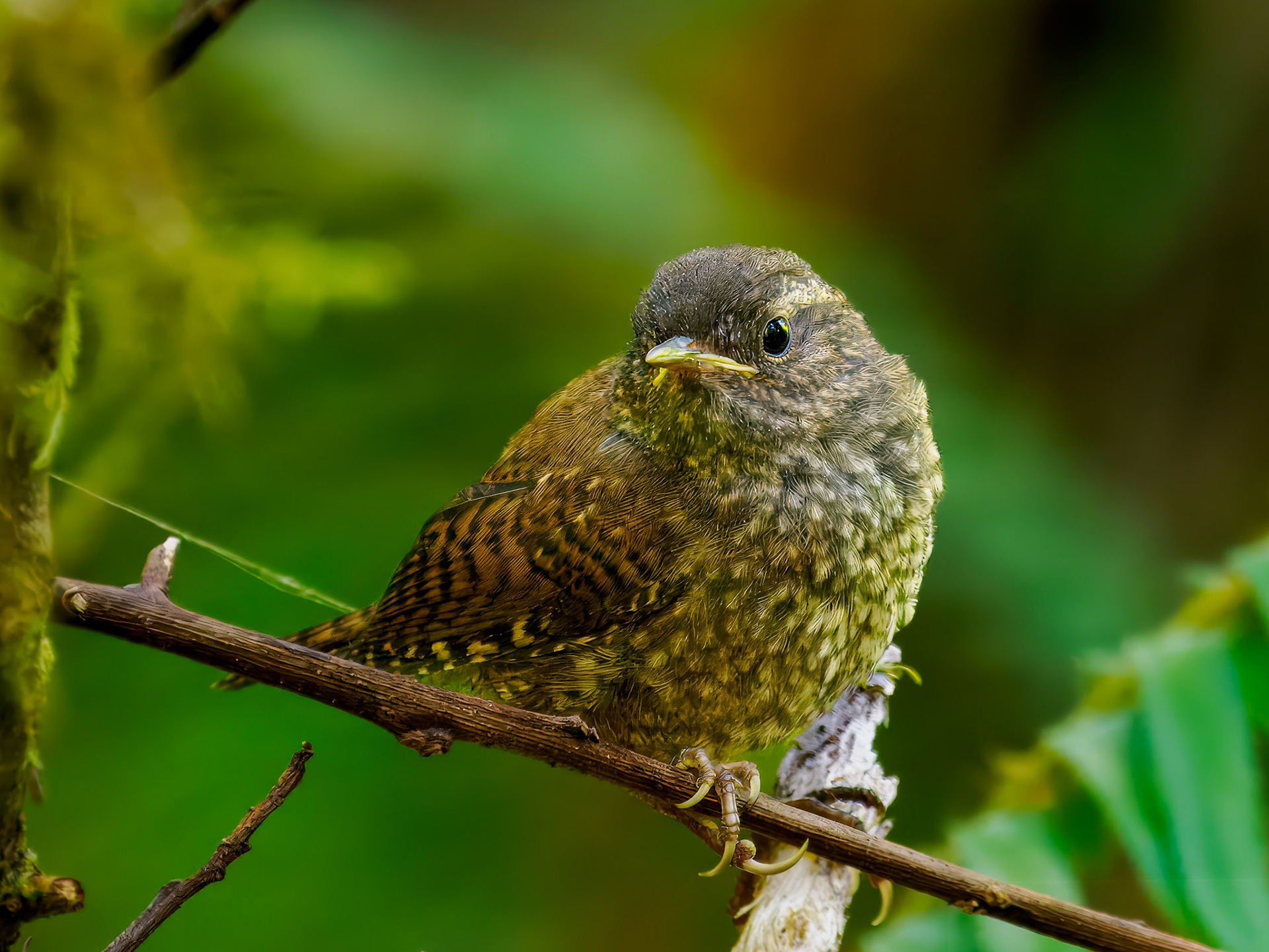 Pacific Wren