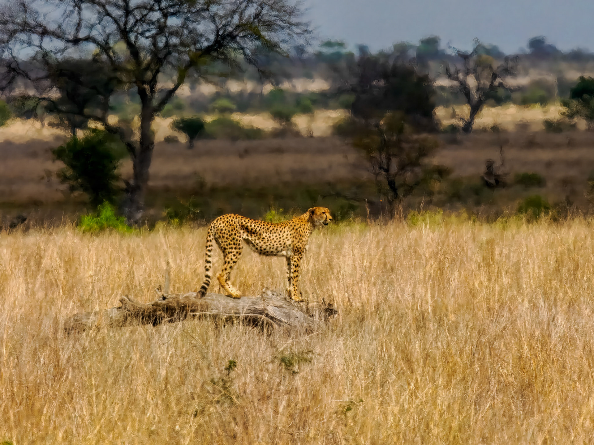 Leopard