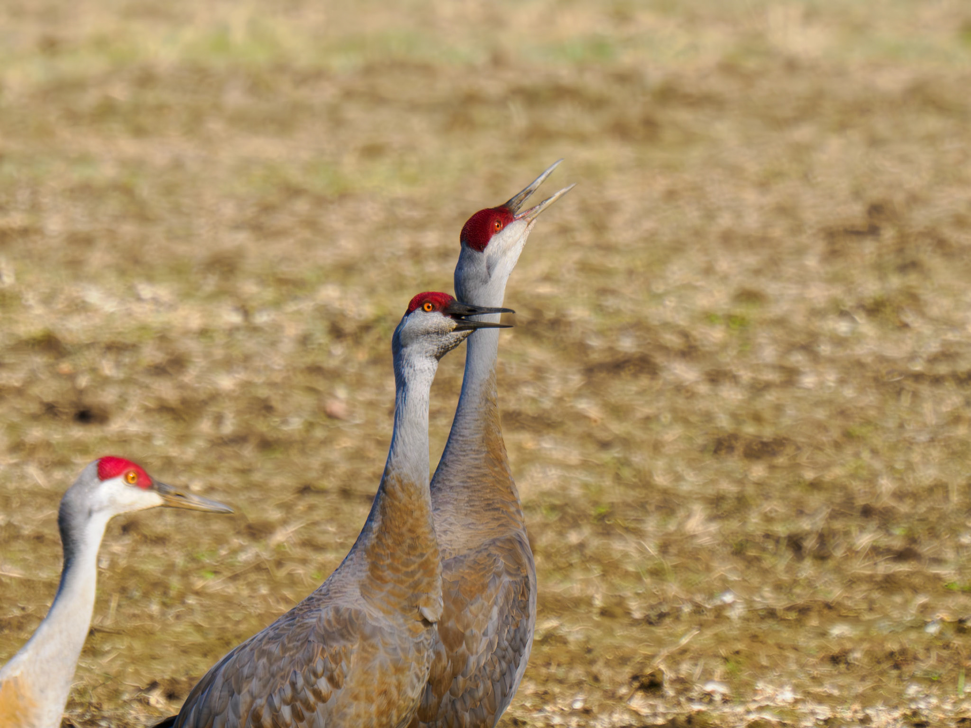Sandhill Cranes