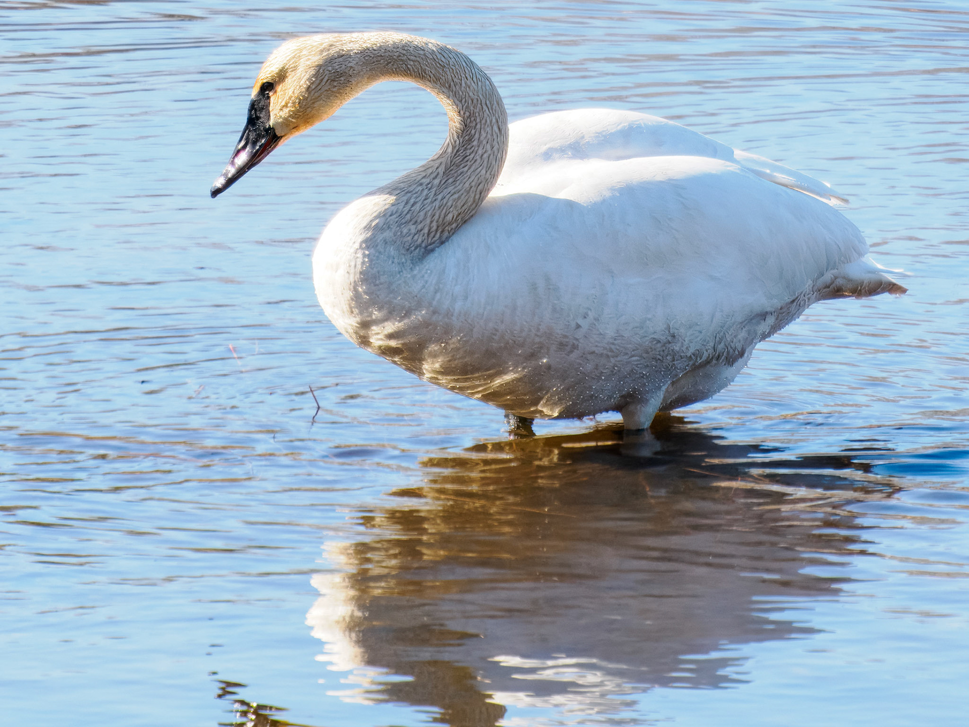 Trumpeter Swan