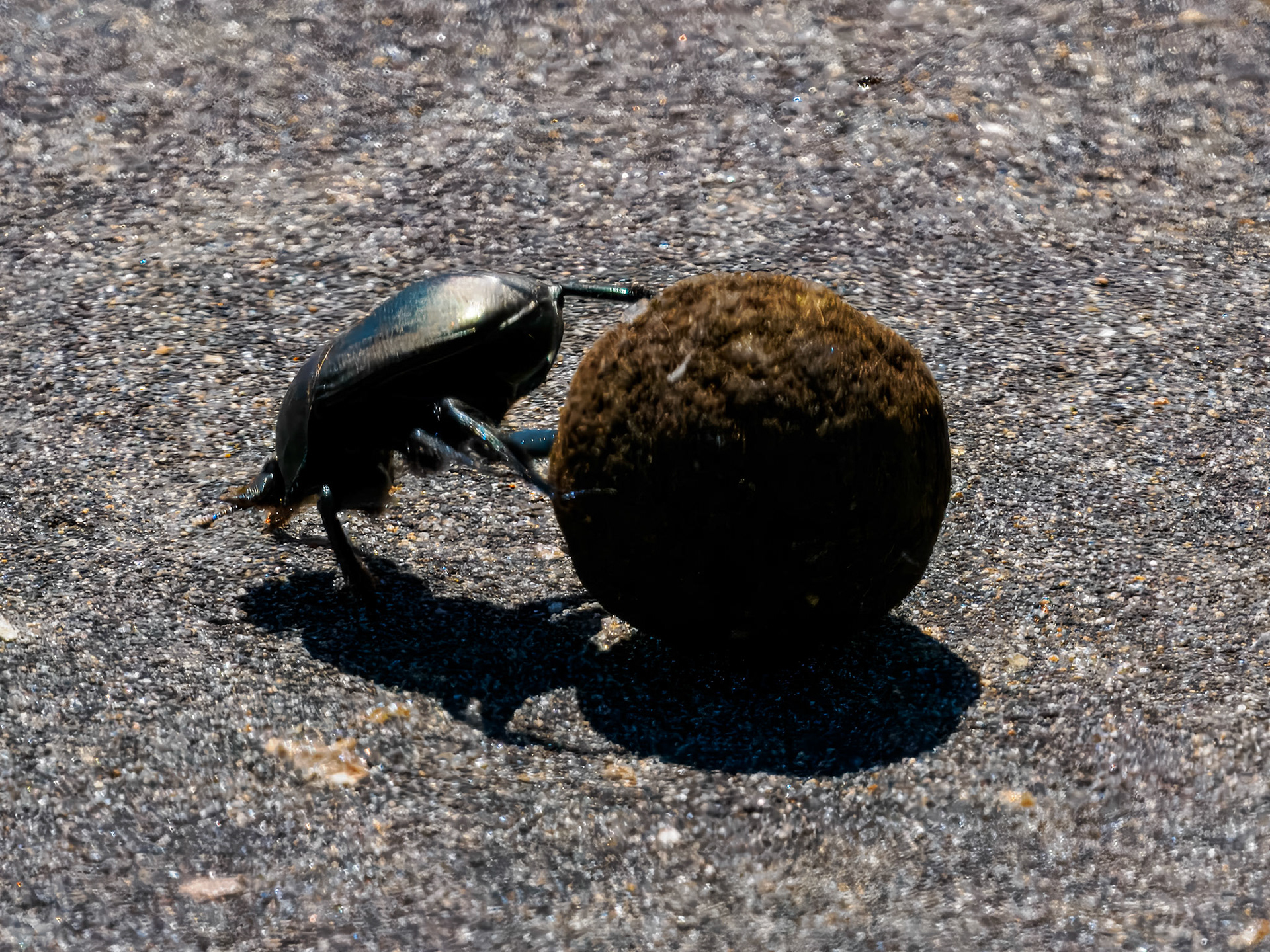 Dung Beetle