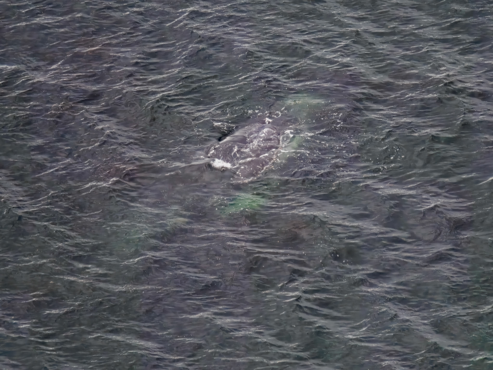 Humpback Whales