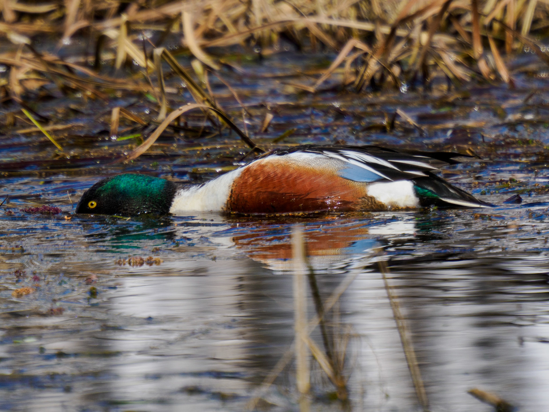 Northern Shoveler
