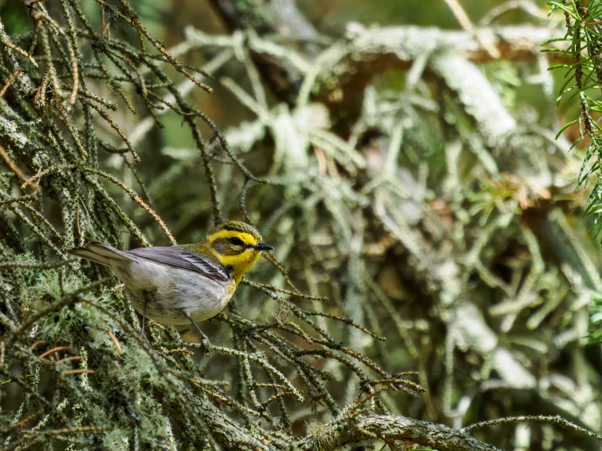 immature female Townsend's Warbler