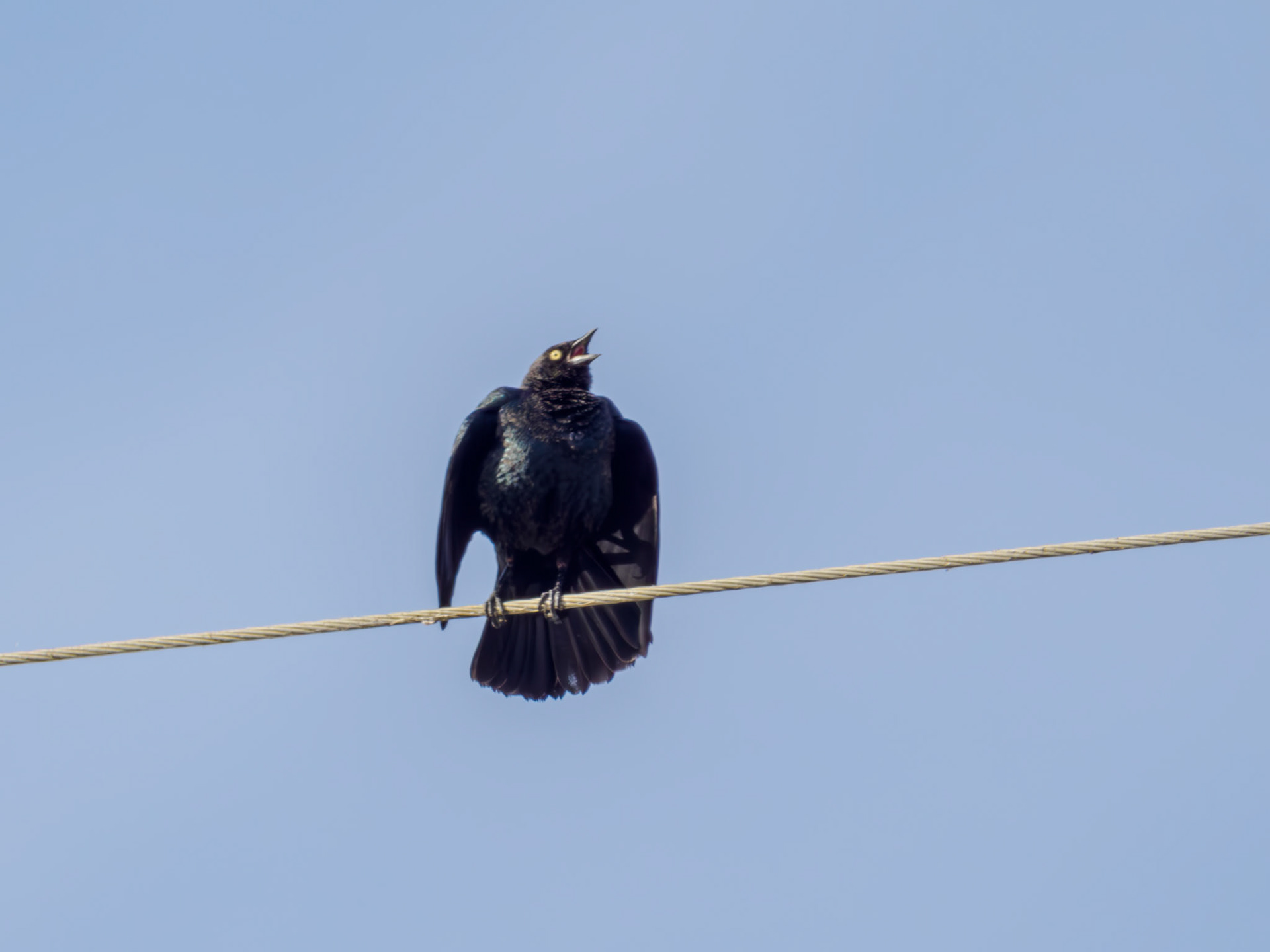 Brewer's Blackbird