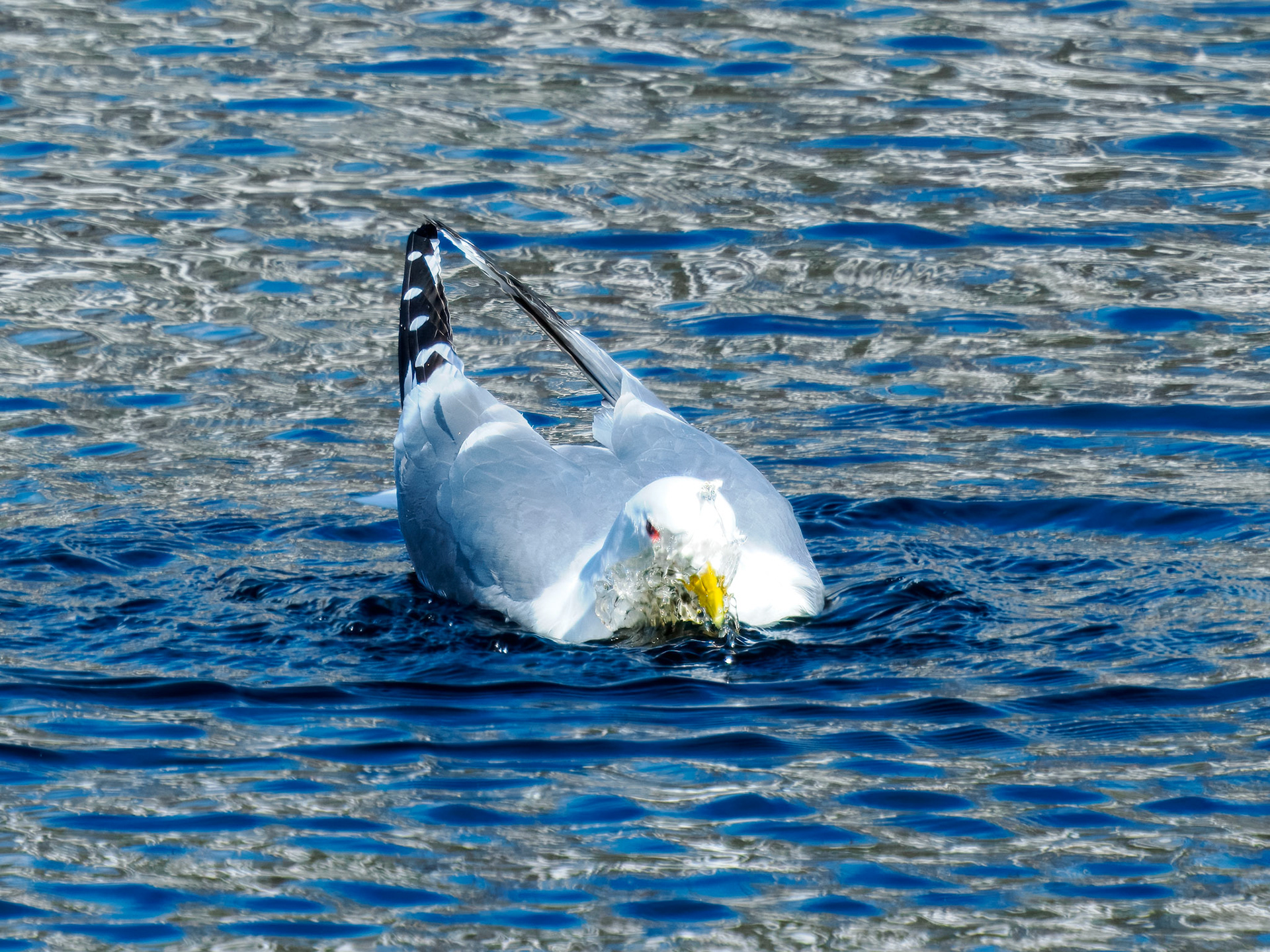 Short-billed Gull
