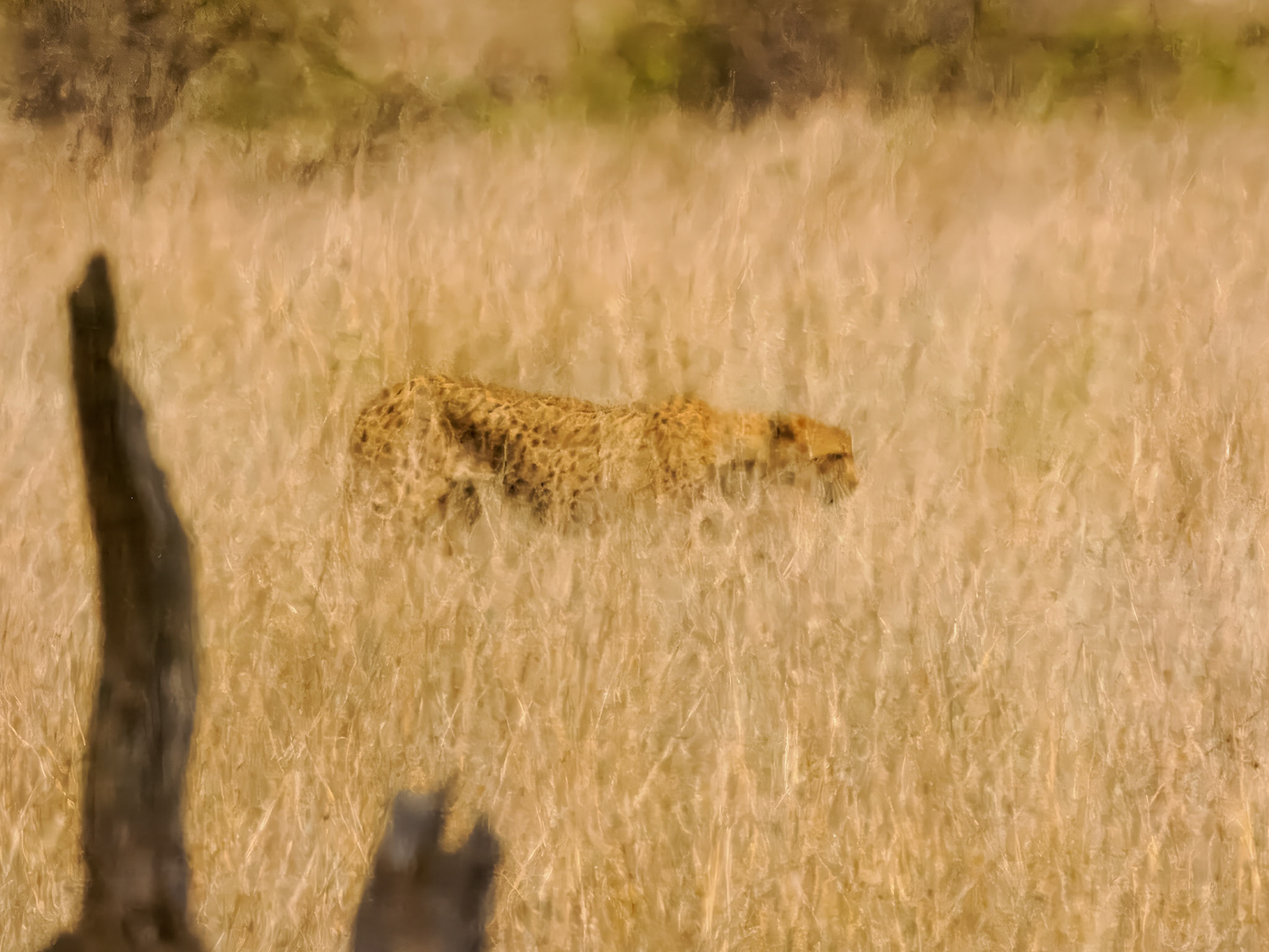 Leopard