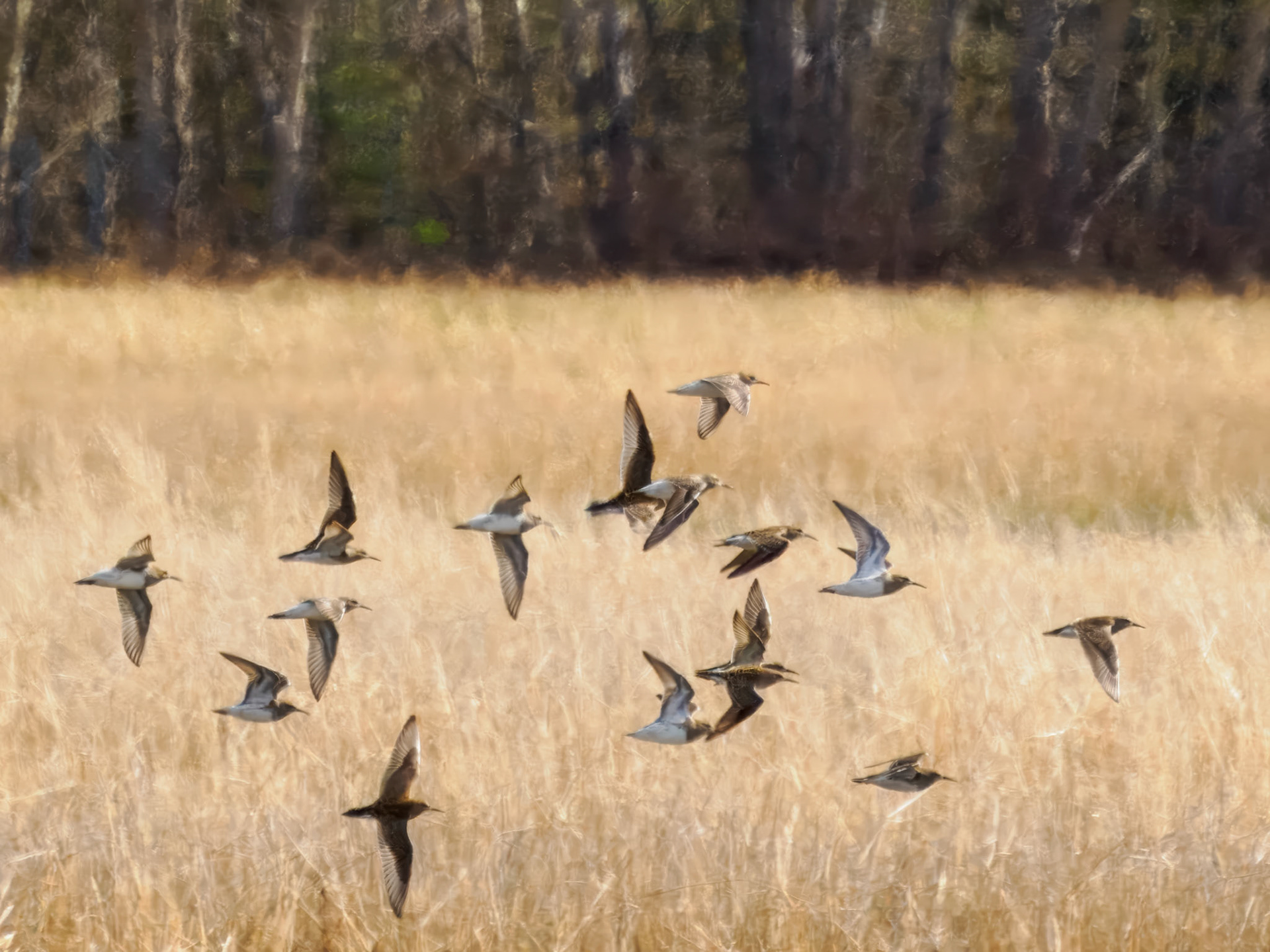 Pectoral Sandpiper