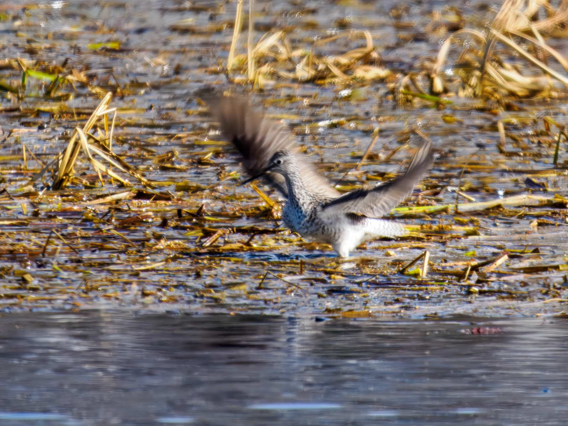 Lesser Yellowlegs