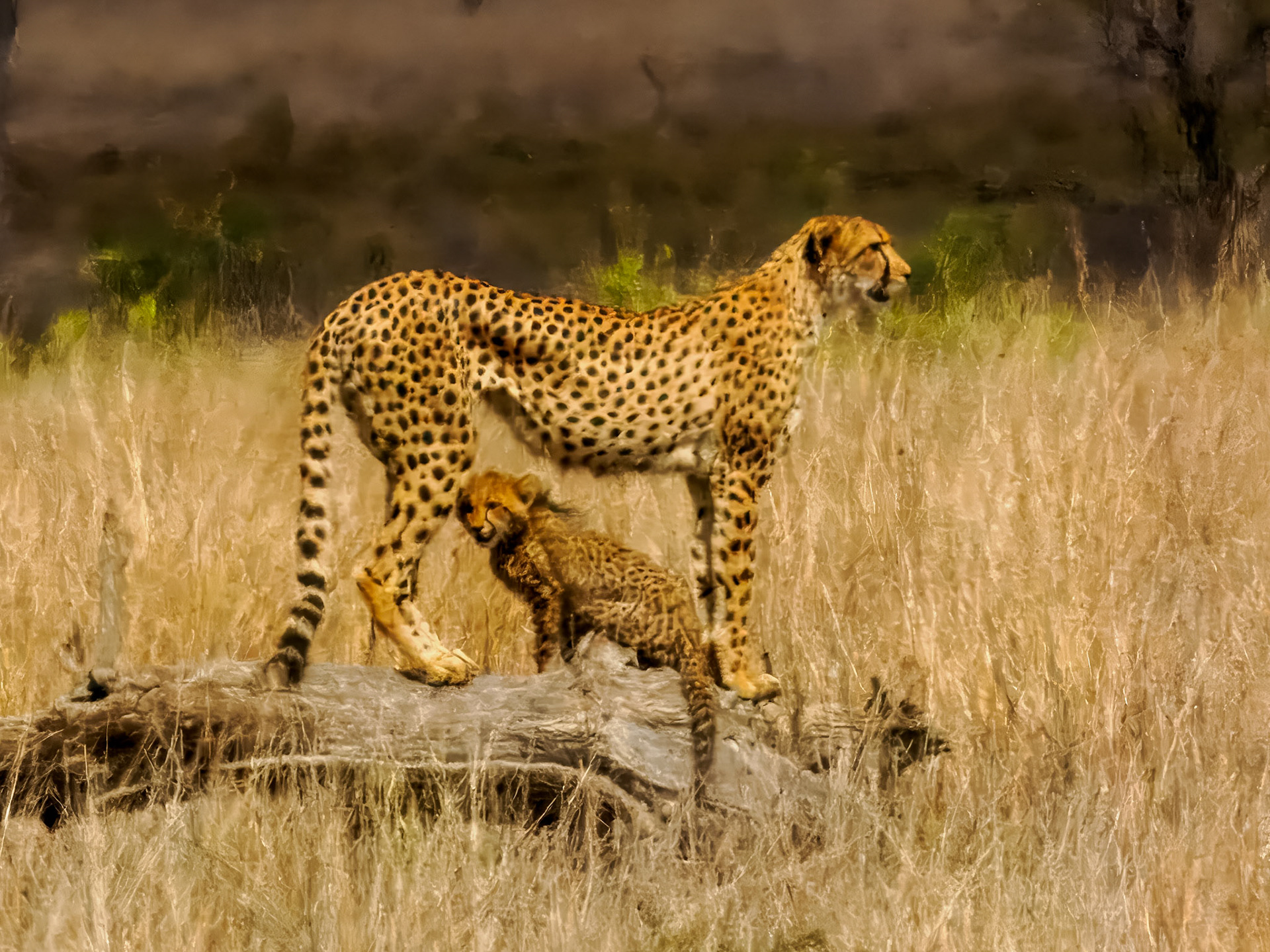 Leopard
