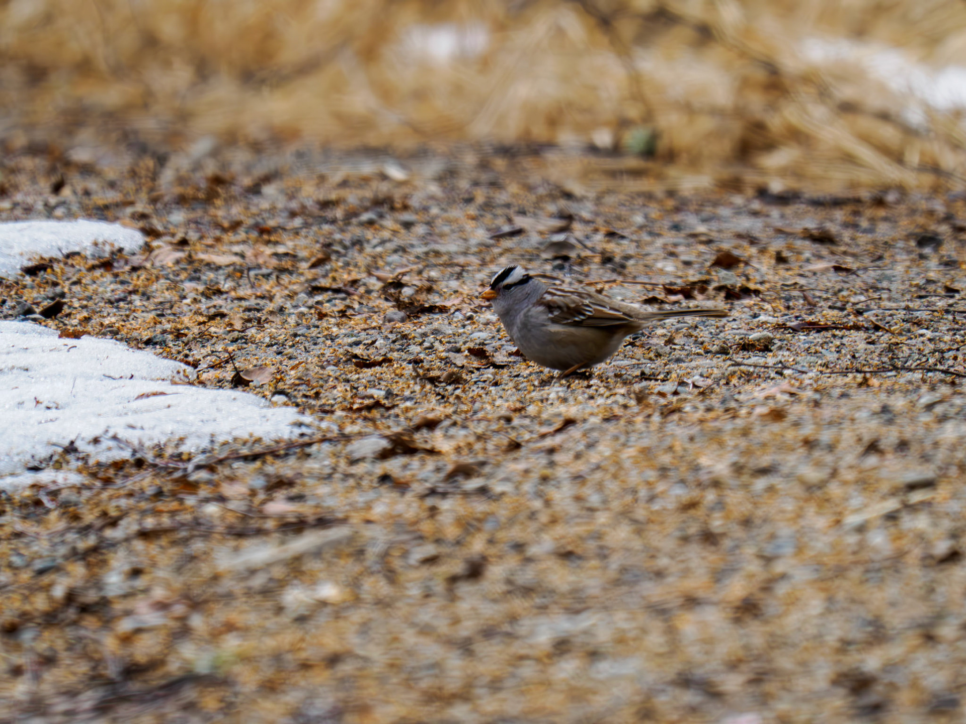 White-crowned Sparrow