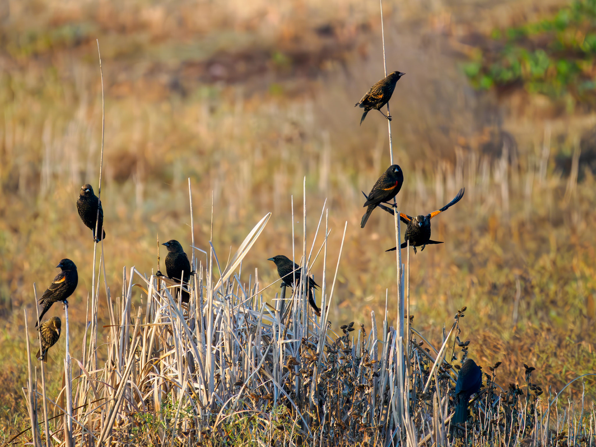 Red-winged Blackbirds