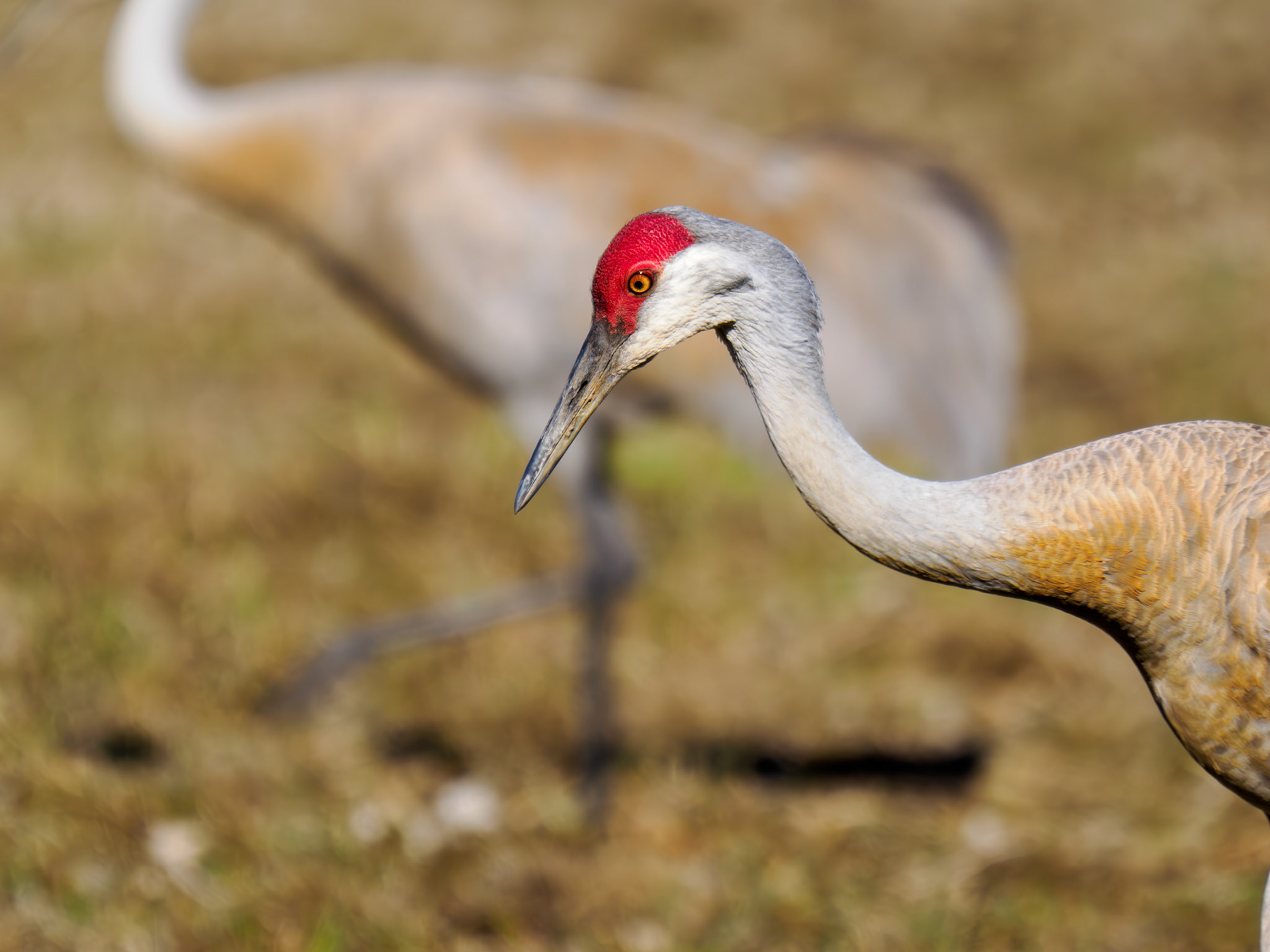 Sandhill Cranes