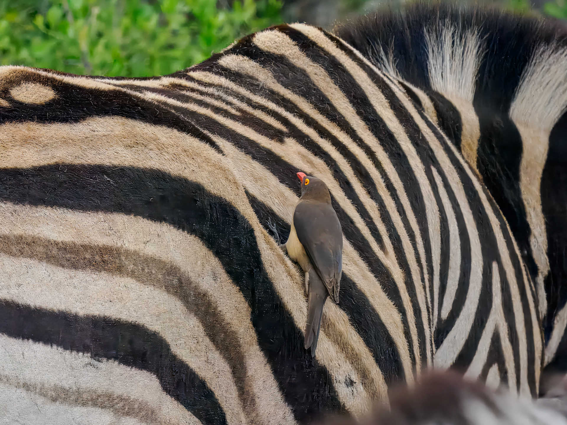 Red-billed Oxpecker on zebra