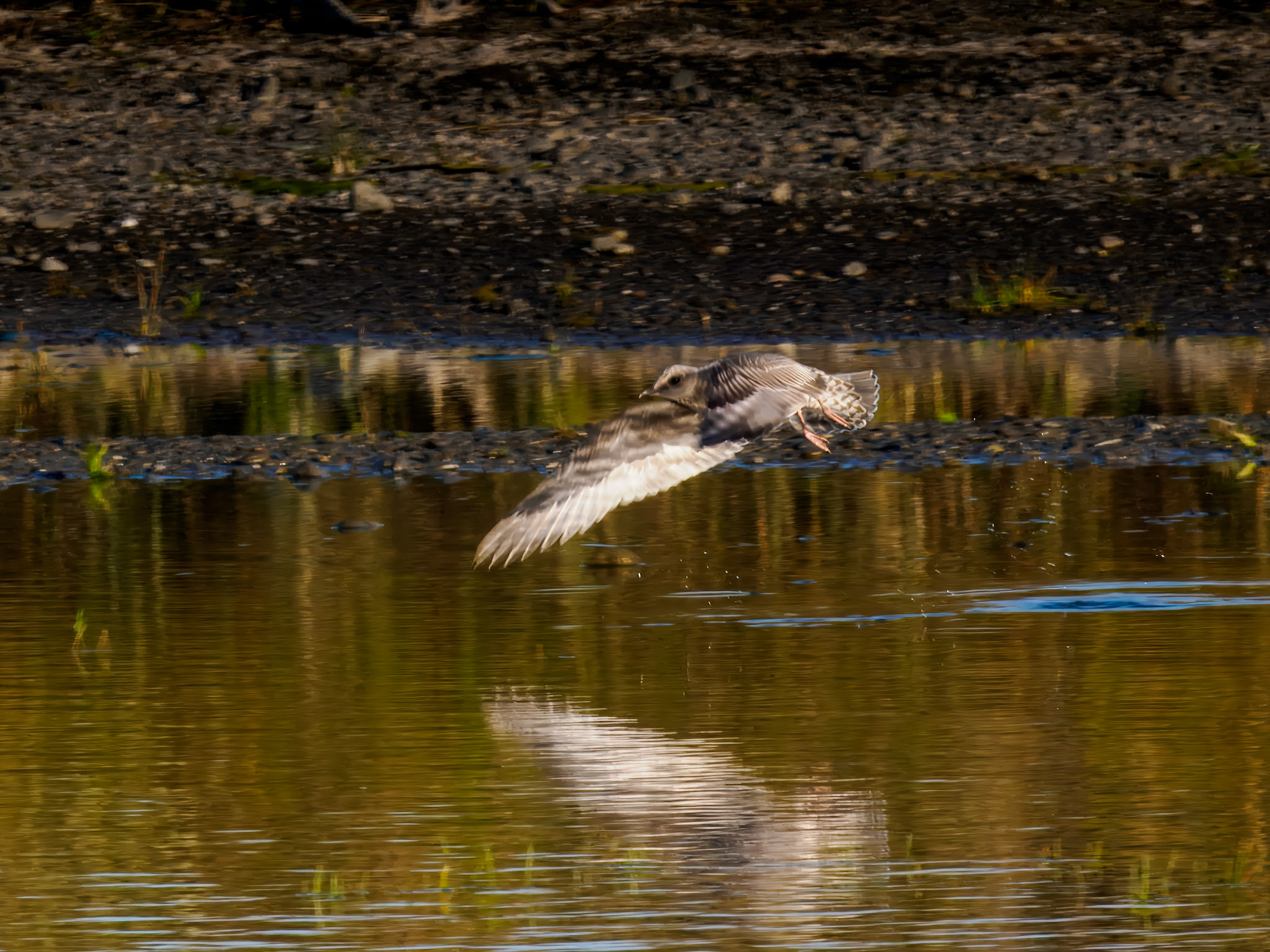 Short-billed Gull