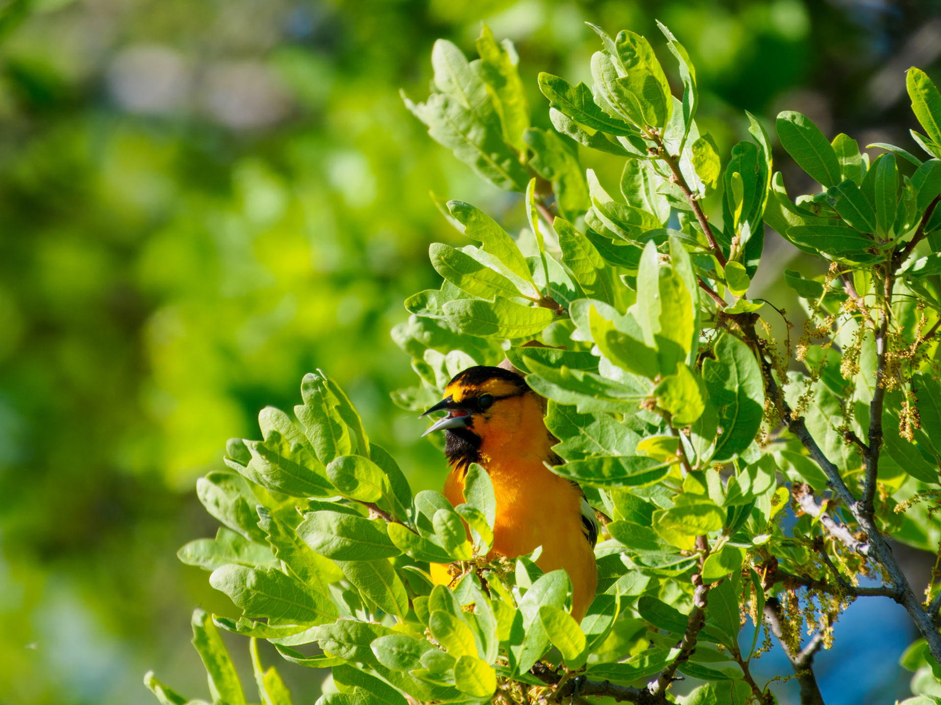 male Bullock's Oriole