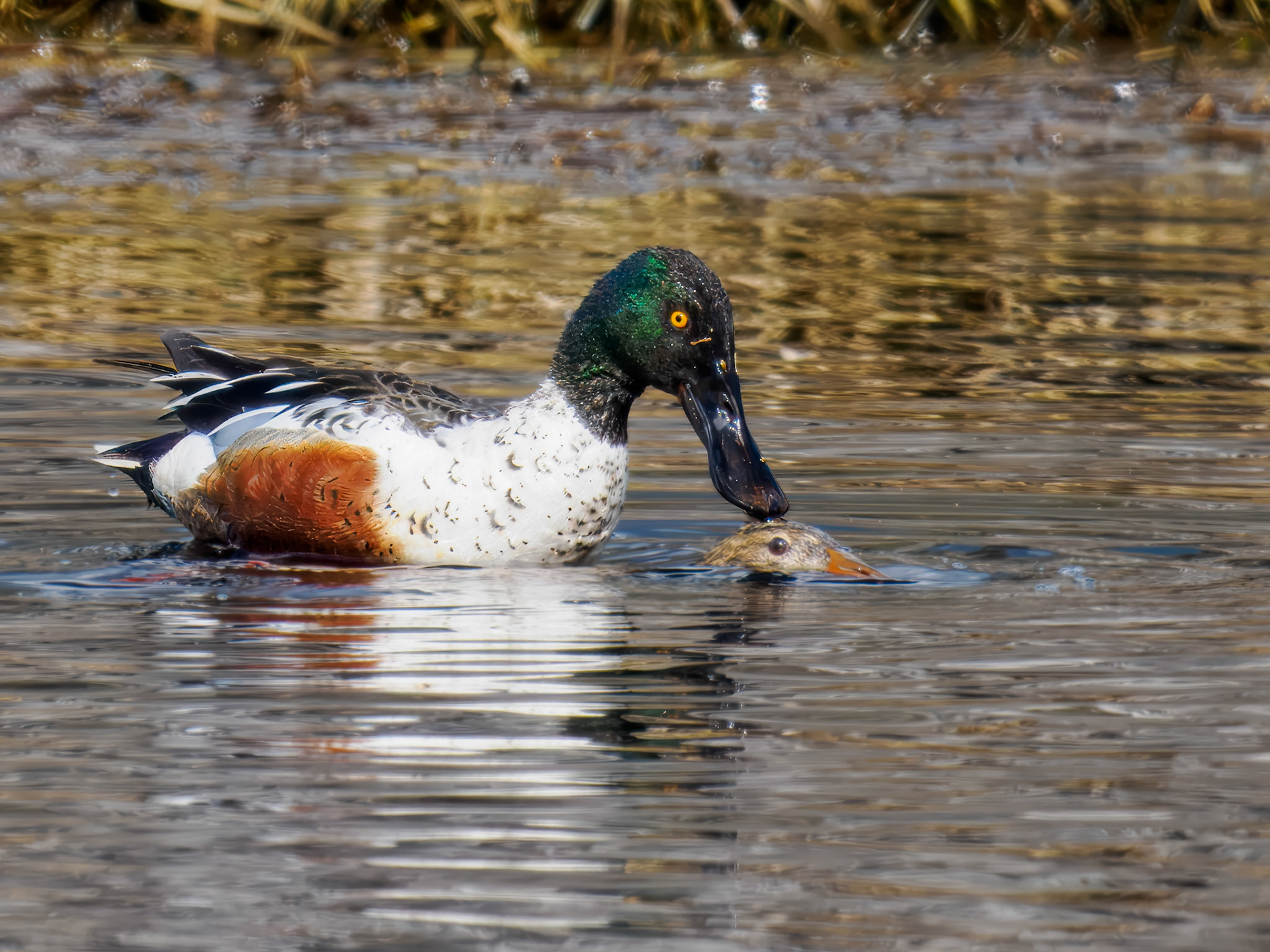 mating pair of Northern Shoveler