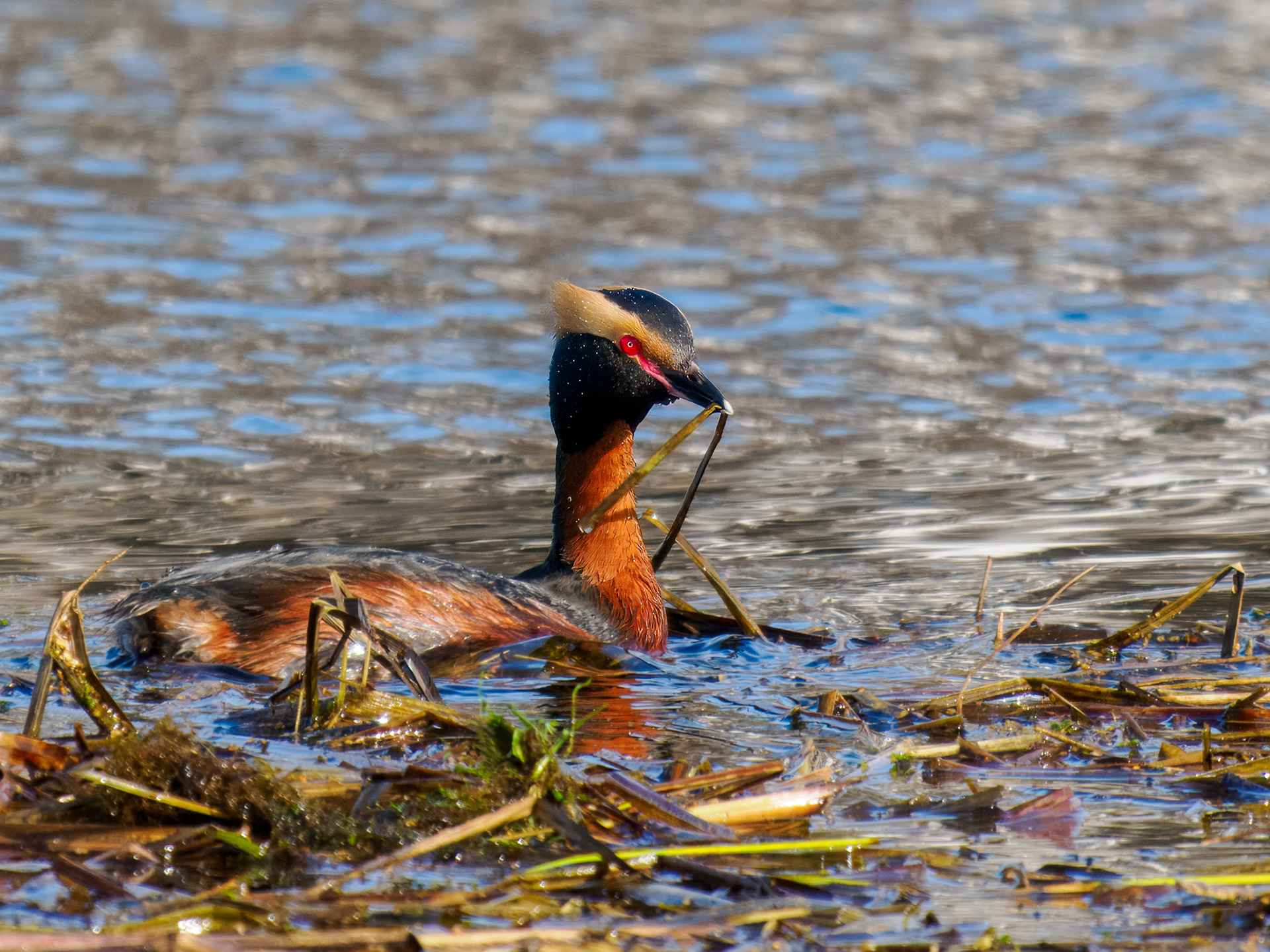 Horned Grebe