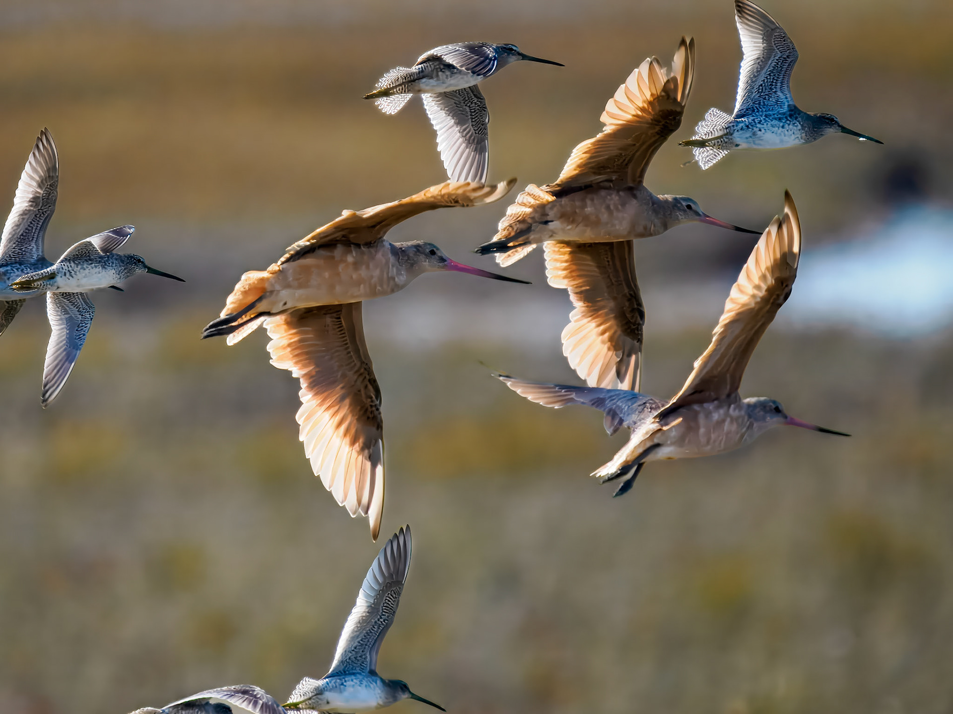 Long-billed Dowitchers and Marbled Godwits