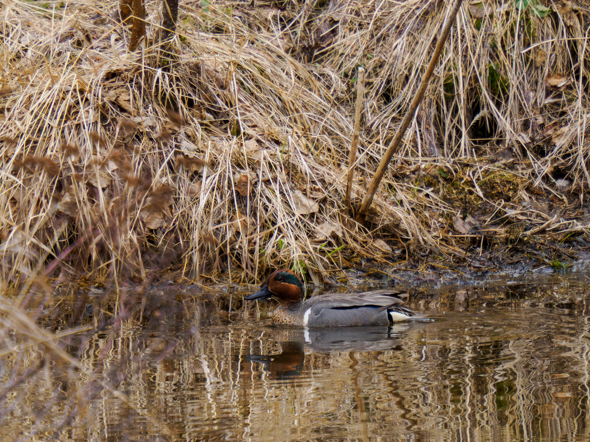 Green-winged Teal