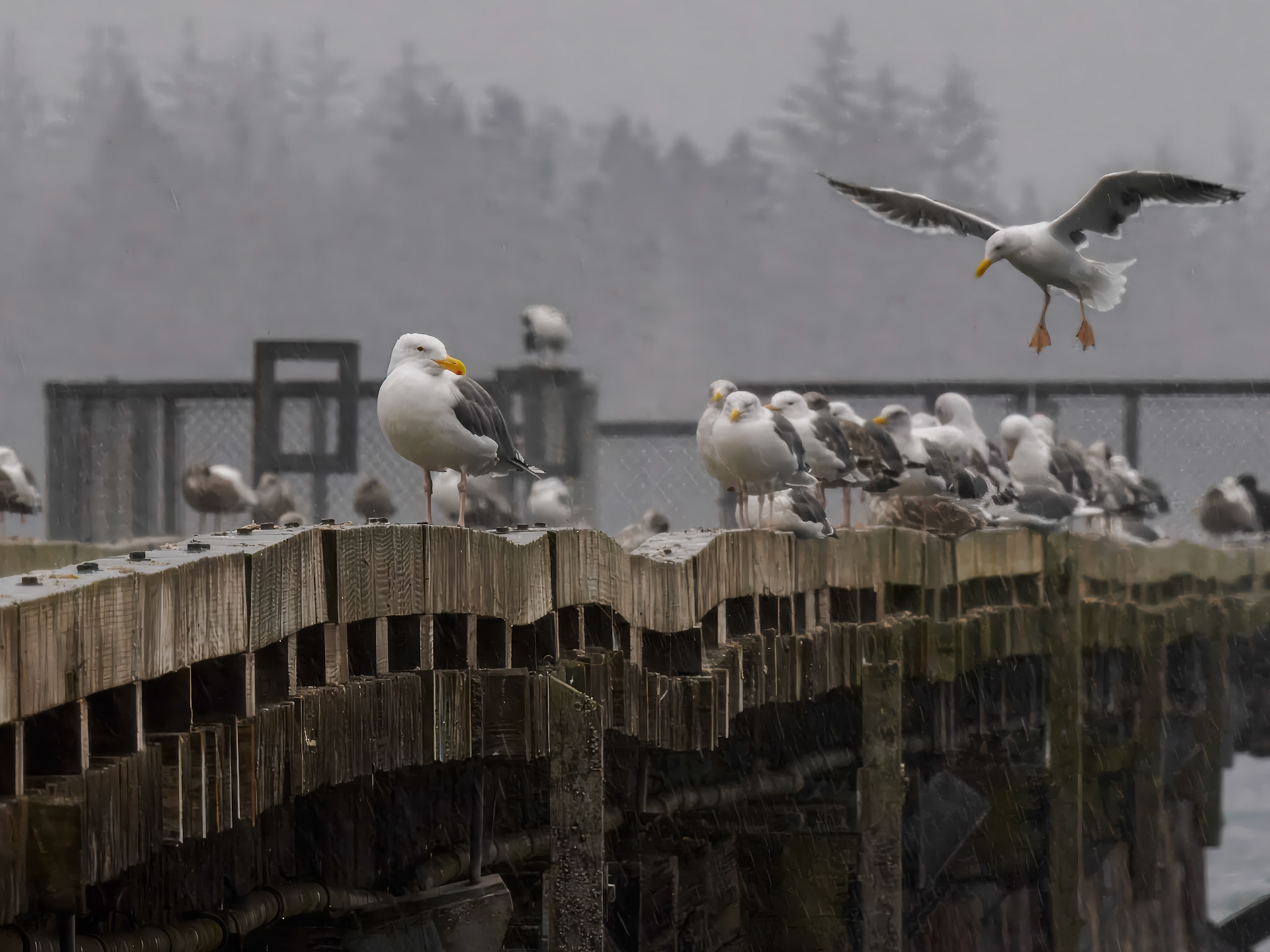 Western Gulls on dock