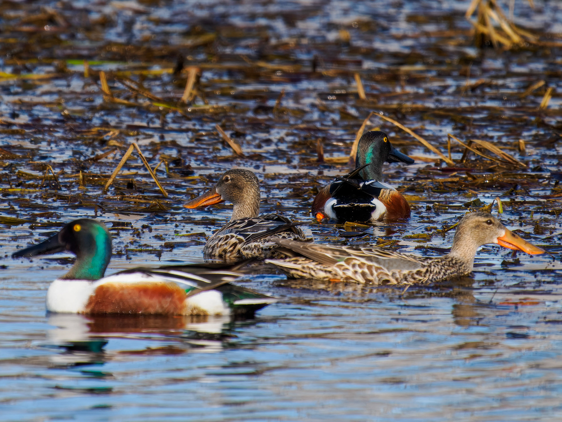 Northern Shoveler