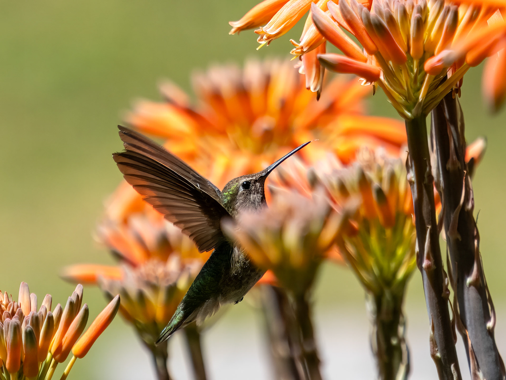 Anna's Hummingbird