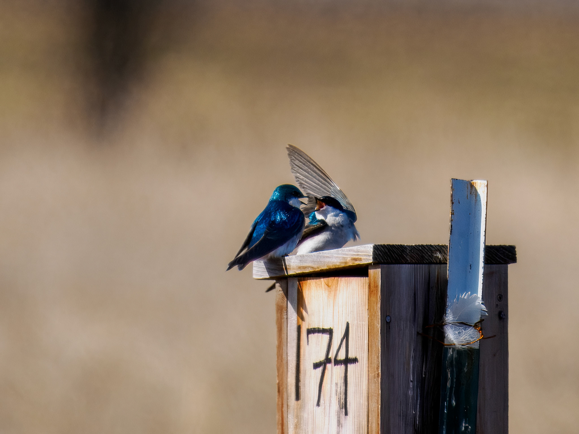 Tree Swallow