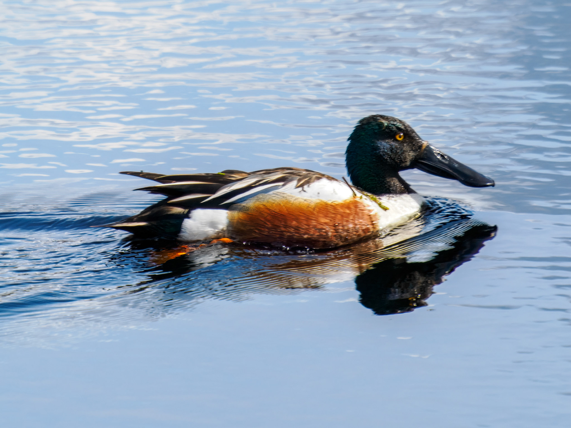Northern Shoveler