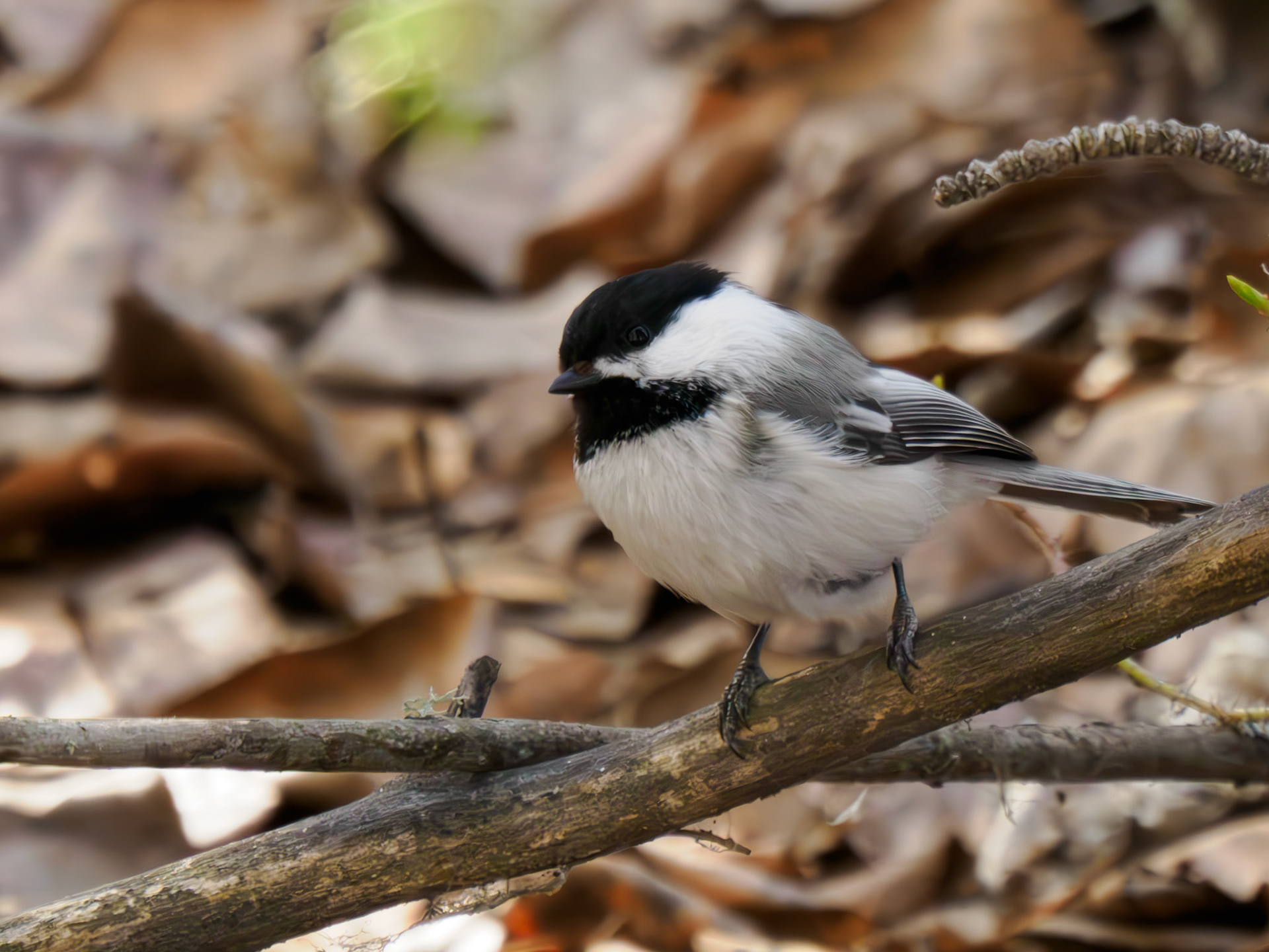 Black-capped Chickadee