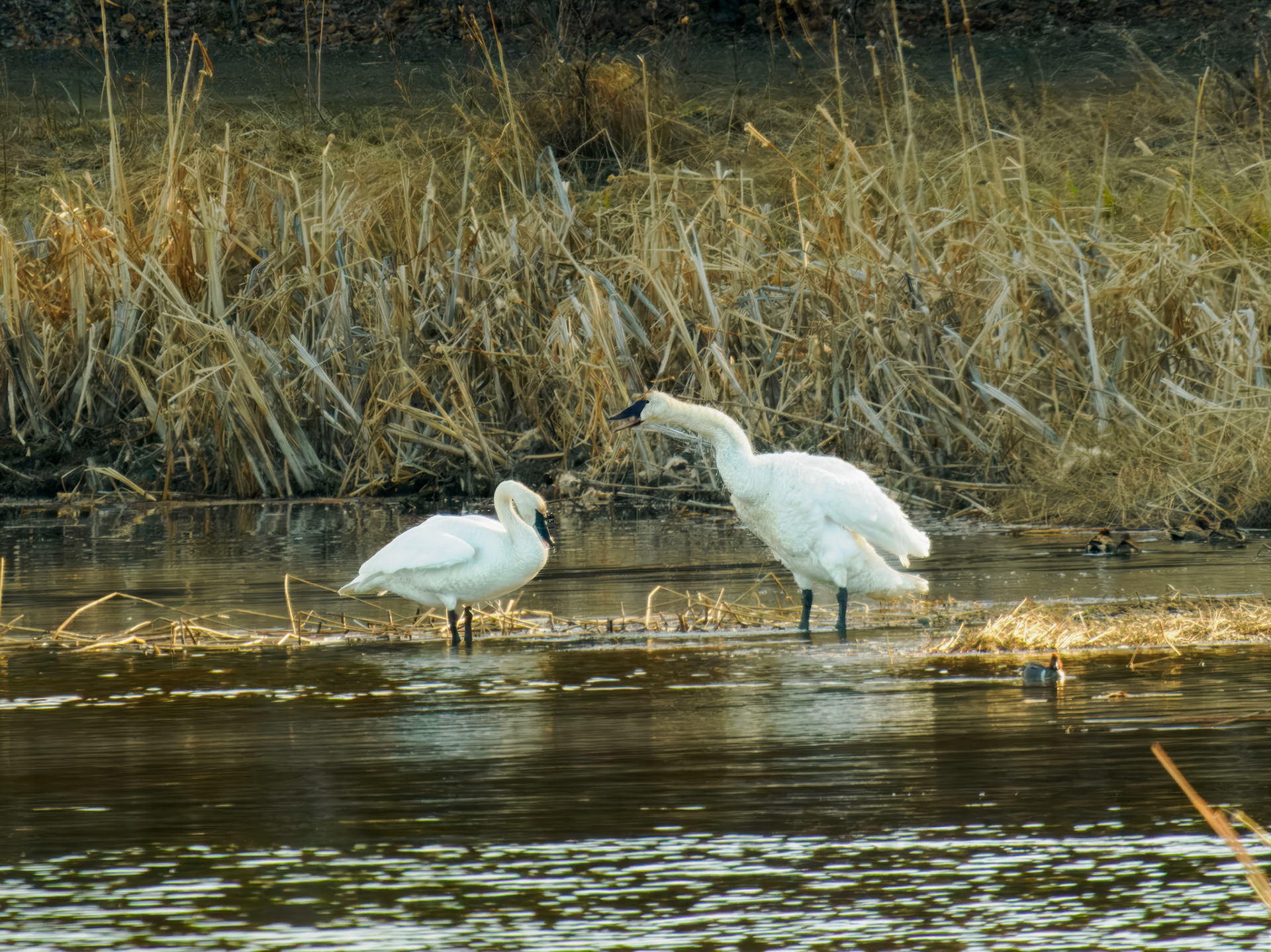 Trumpeter Swan
