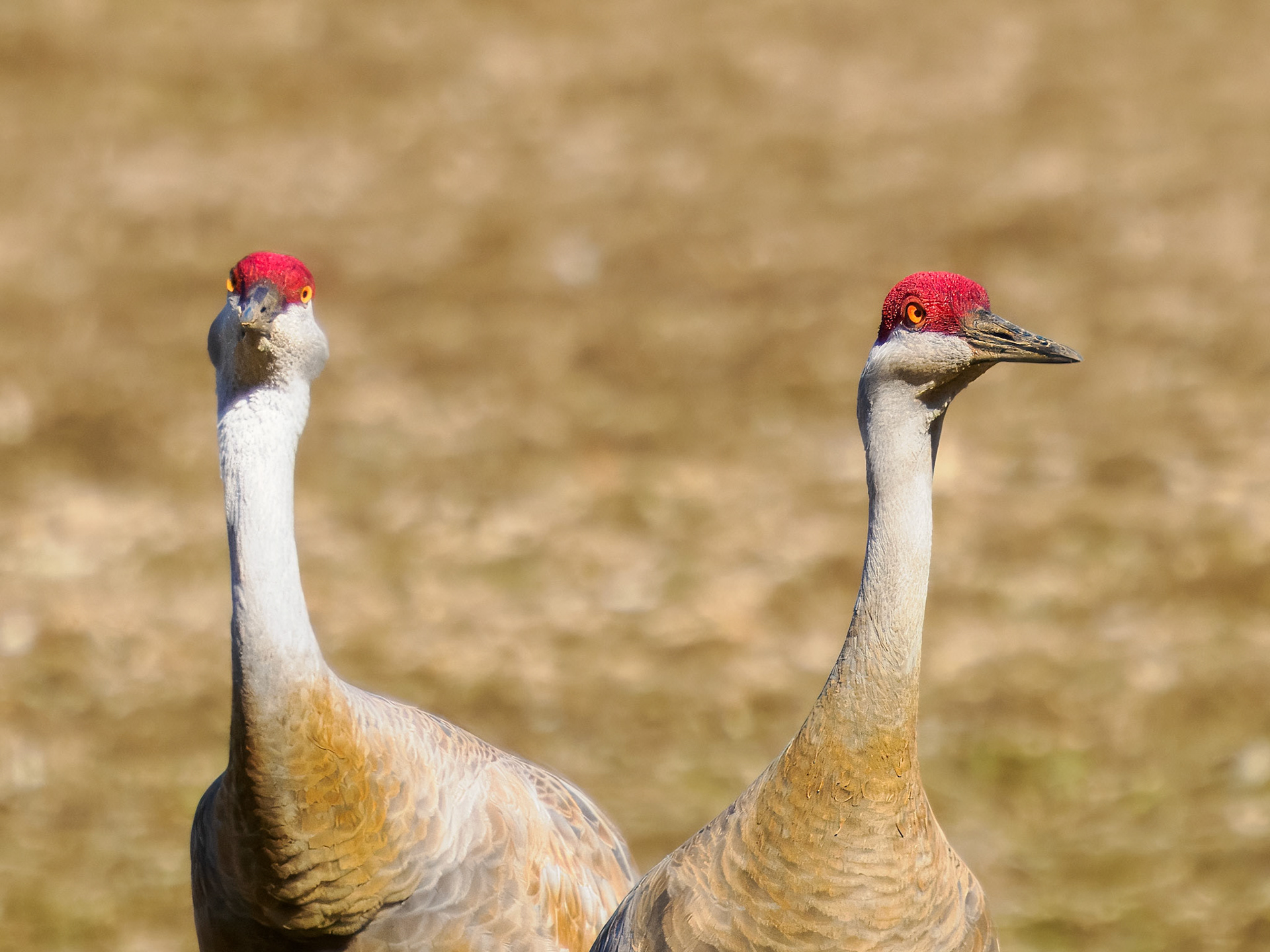 Sandhill Cranes