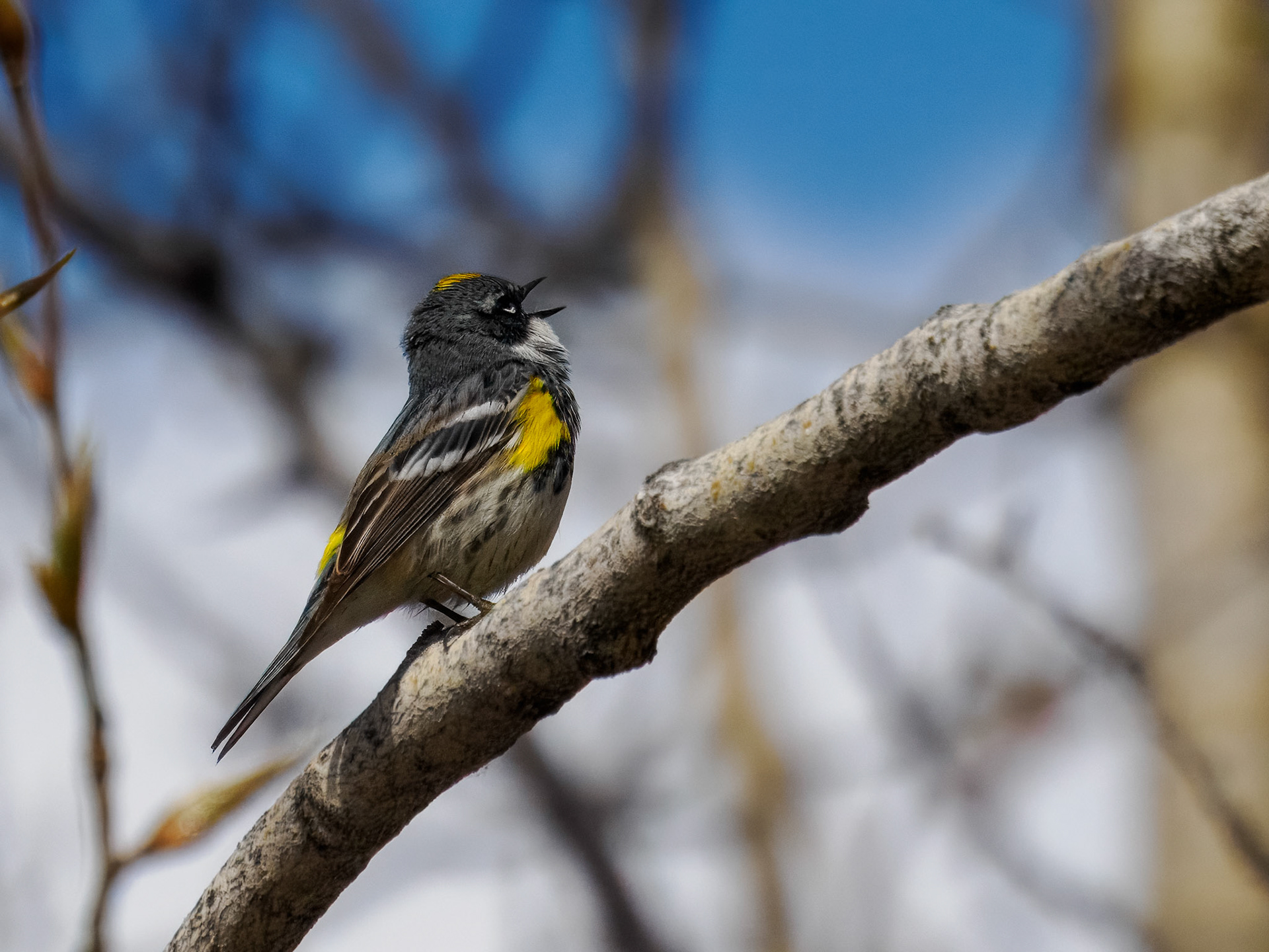 Yellow-rumped Warbler