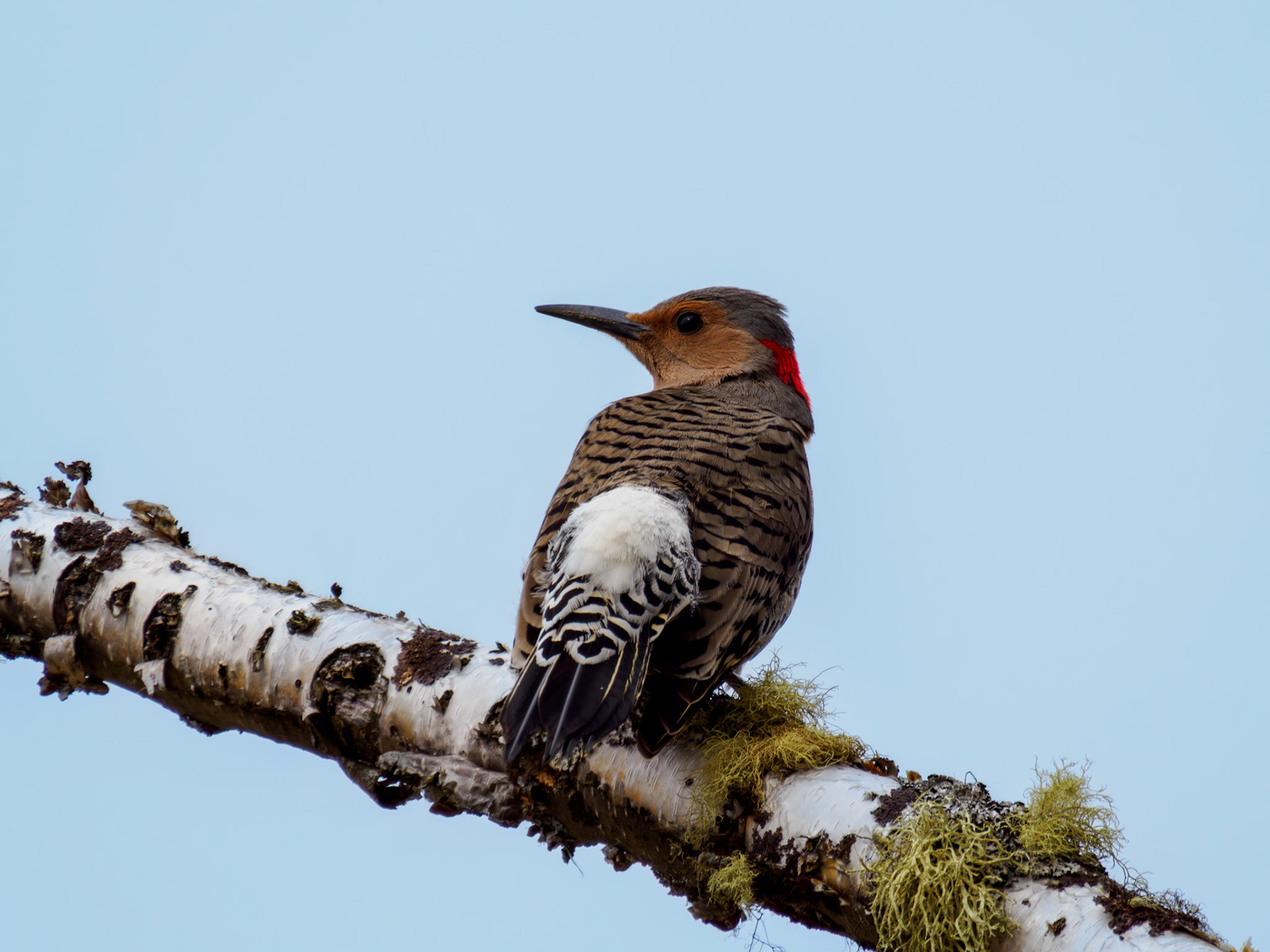 female Nothern Flicker (yellow-shafted)