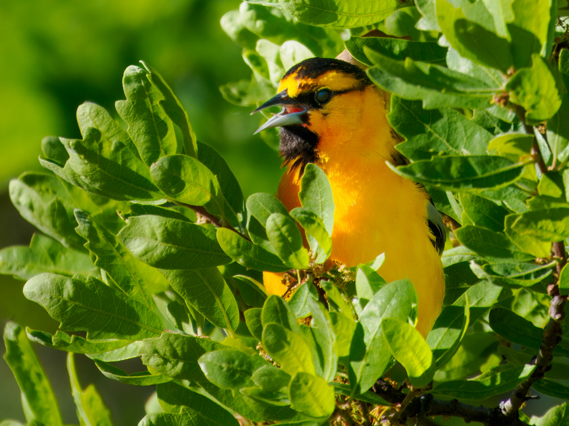 Bullock's Oriole