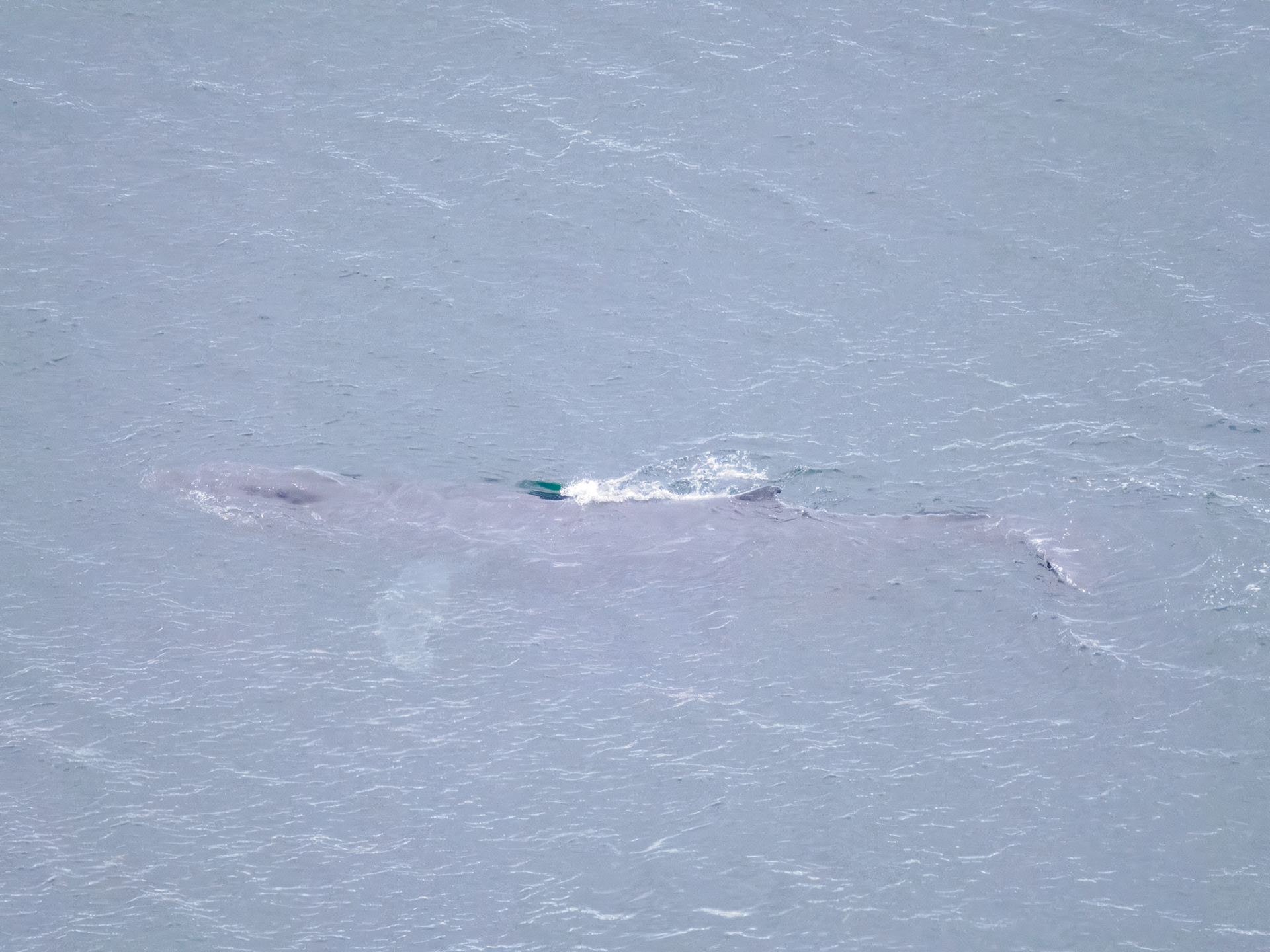 Humpback Whales
