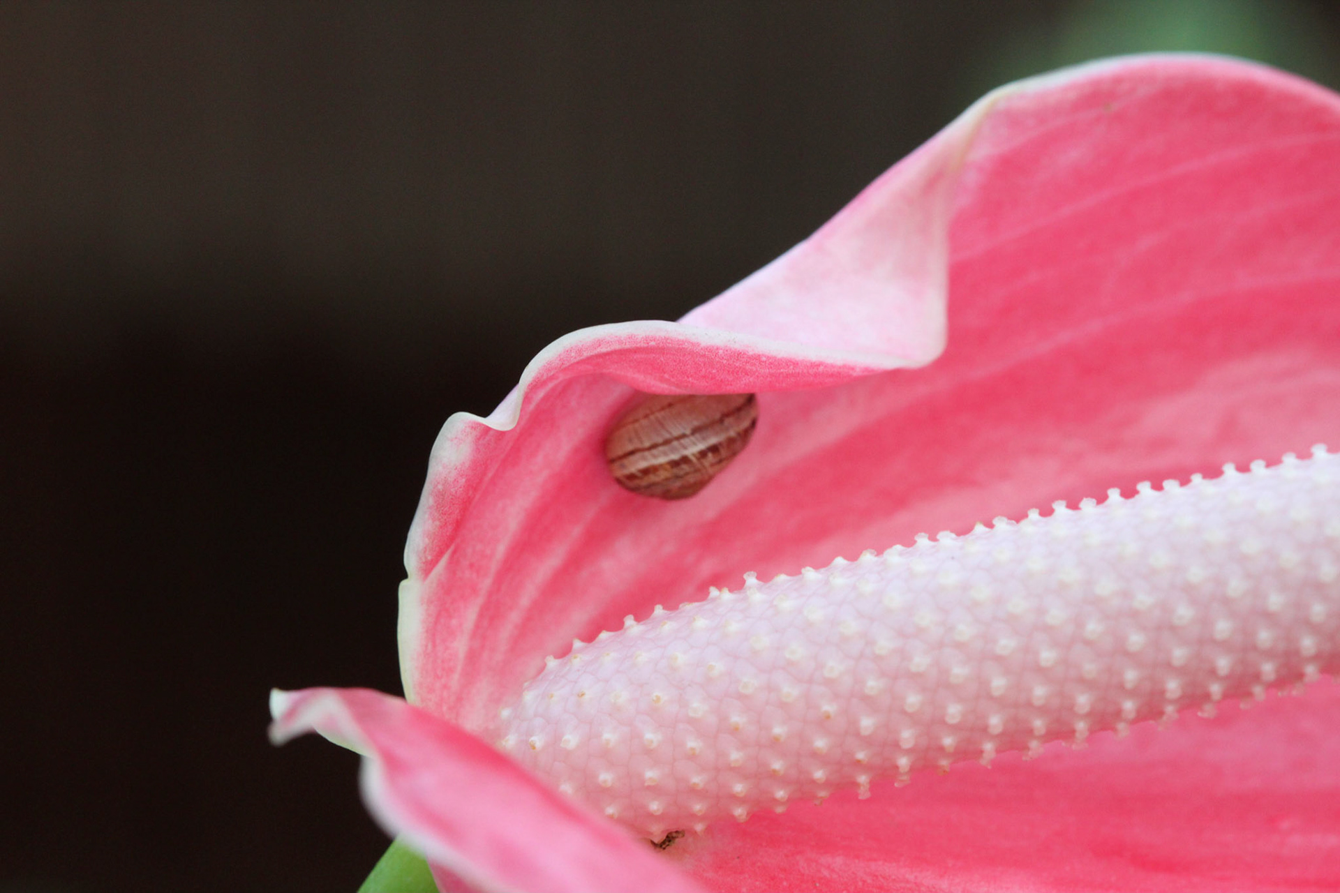 Hiding in a flower
