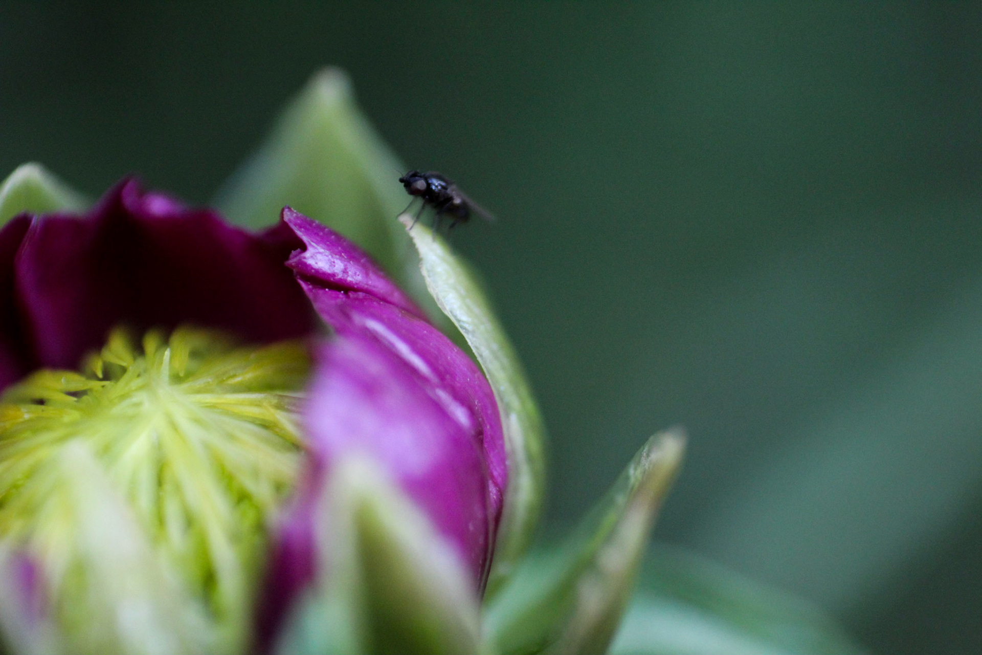 tiny fly chiling on a flower, Actually it was soo tiny i couldnt see the fly with my own eyes.