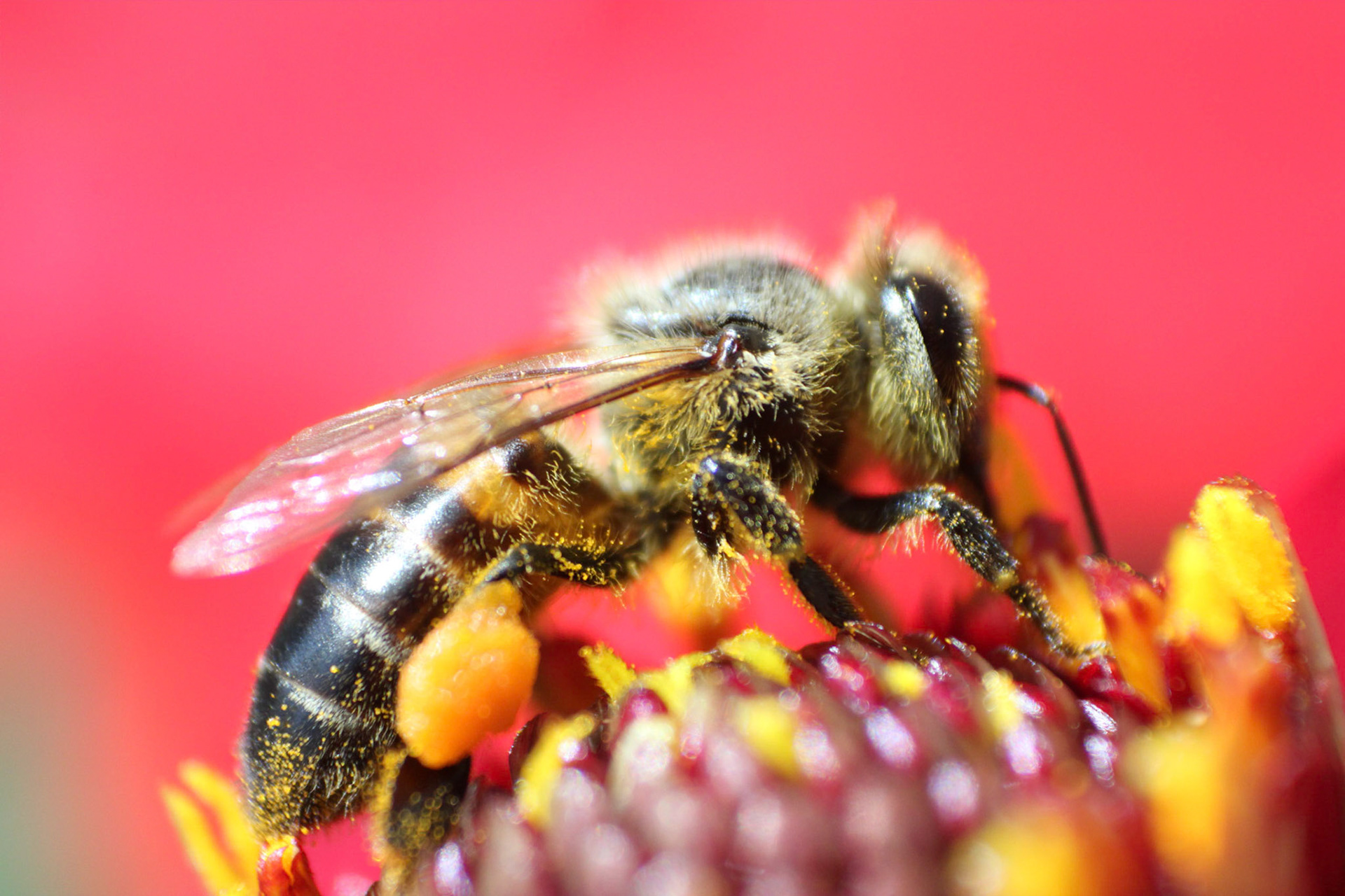 Beeeee Macro photography of a bee feeding