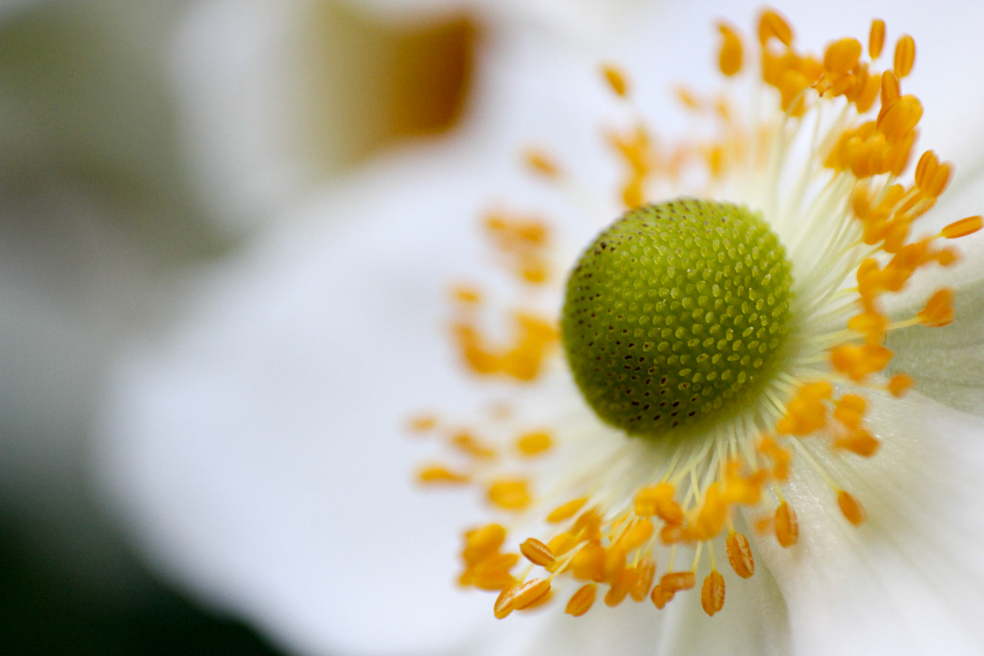 super close up of a flower enlarged more than twice the size