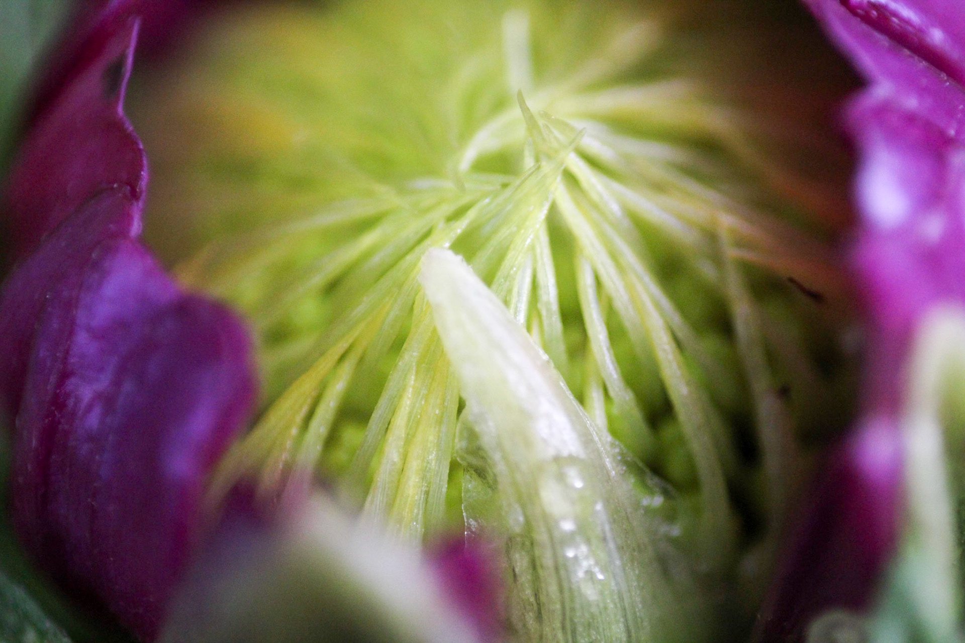Slowly opening flower